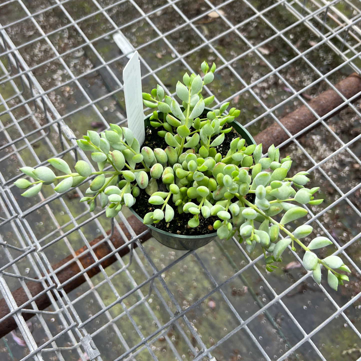Cotyledon Pendens