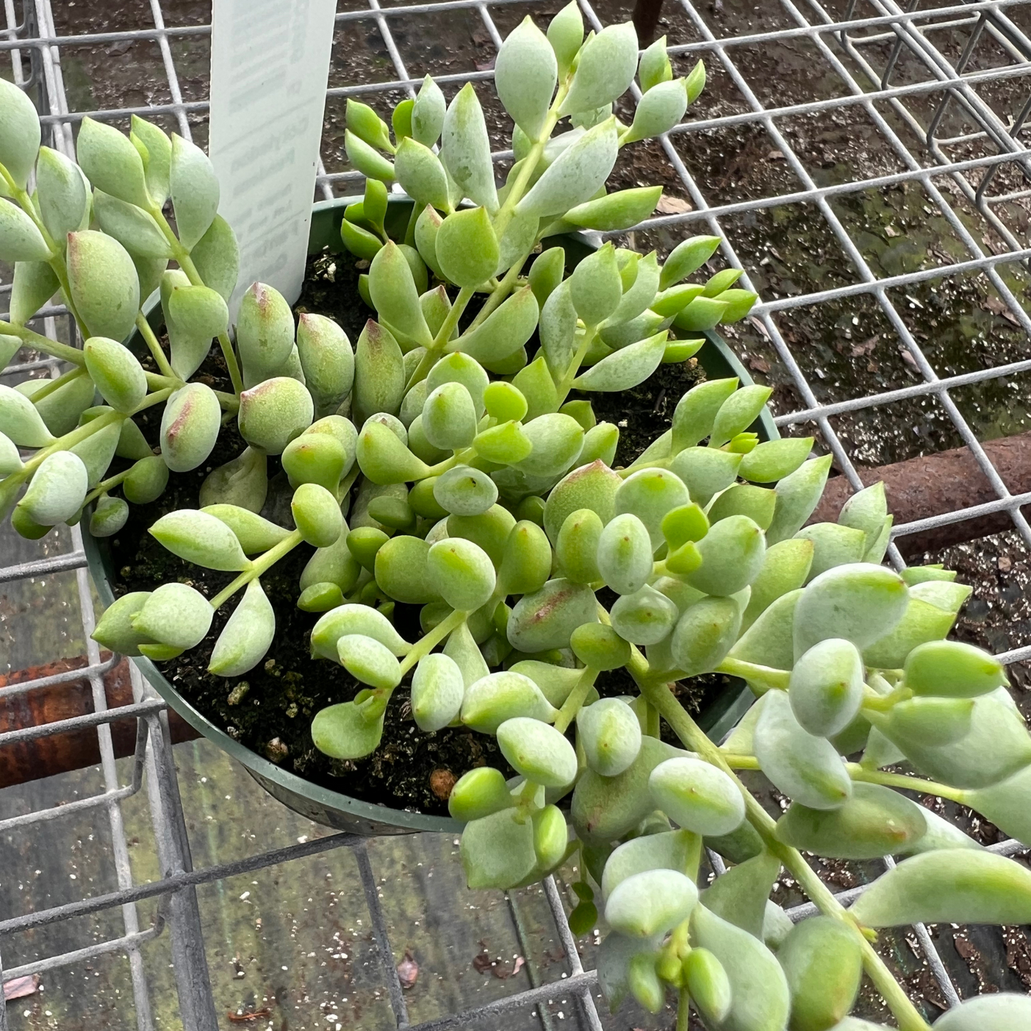 Cotyledon Pendens