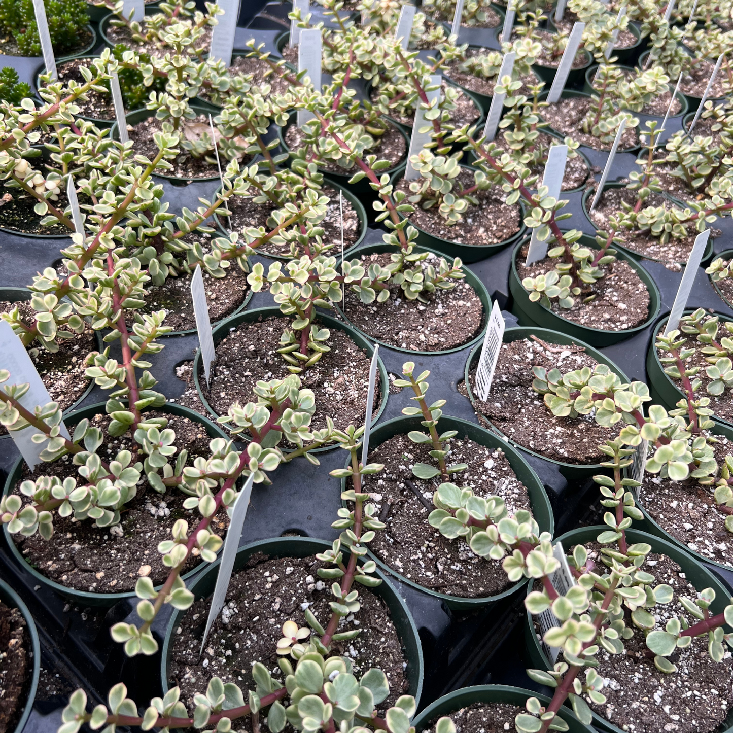 Portulacaria Afra - Variegated Elephant Bush