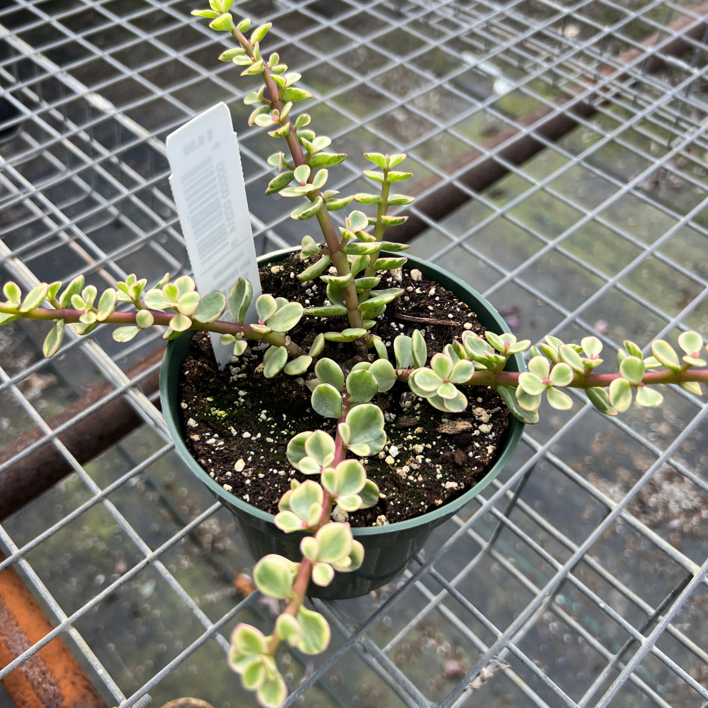 Portulacaria Afra - Variegated Elephant Bush