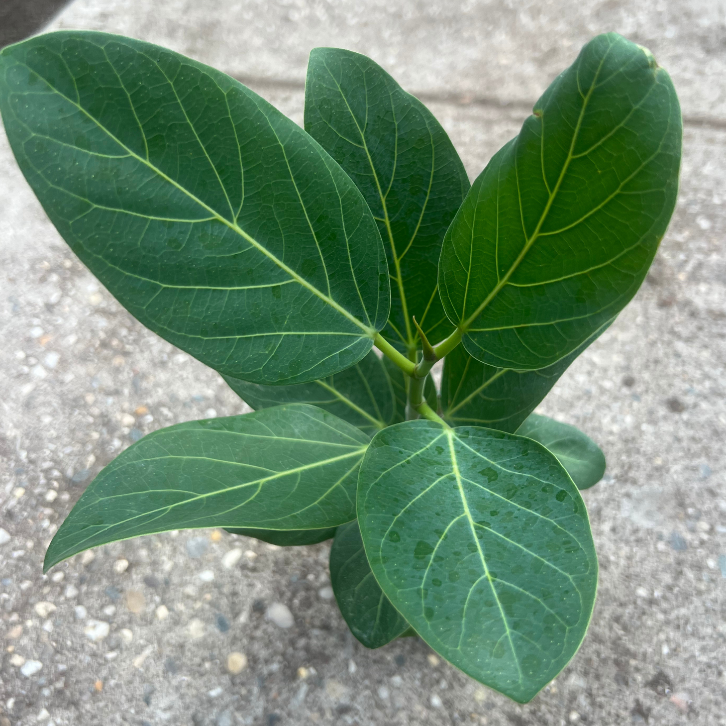 Ficus Benghalensis Audrey