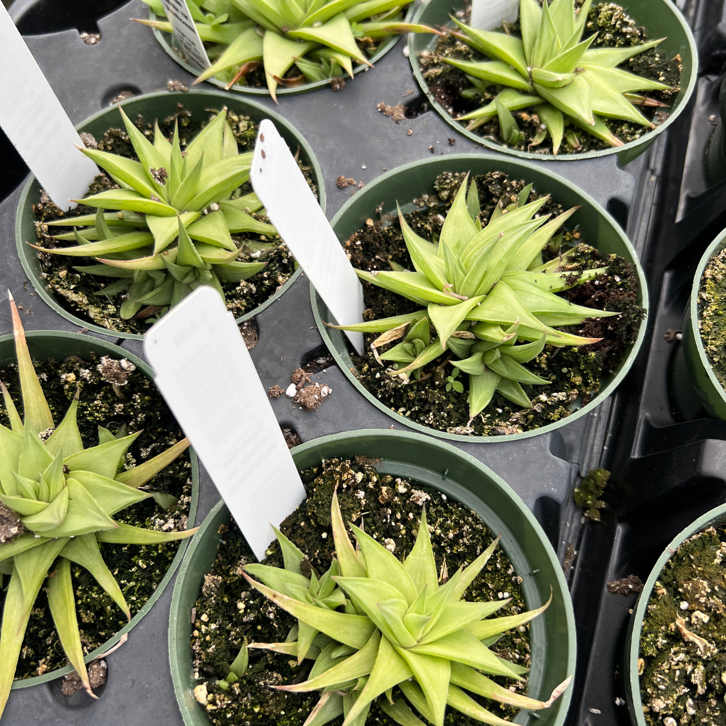Haworthia Limifolia var. Ubomboensis