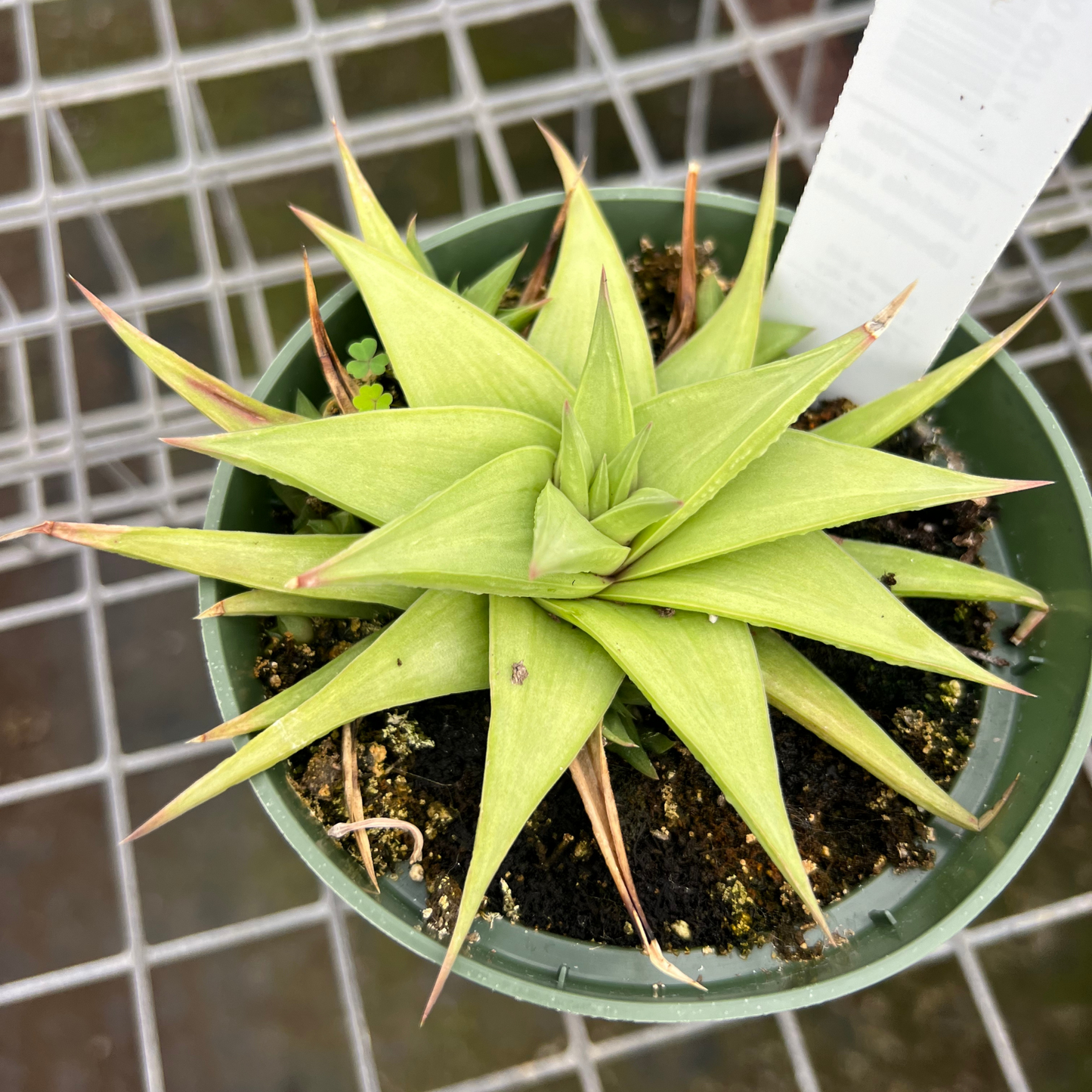 Haworthia Limifolia var. Ubomboensis