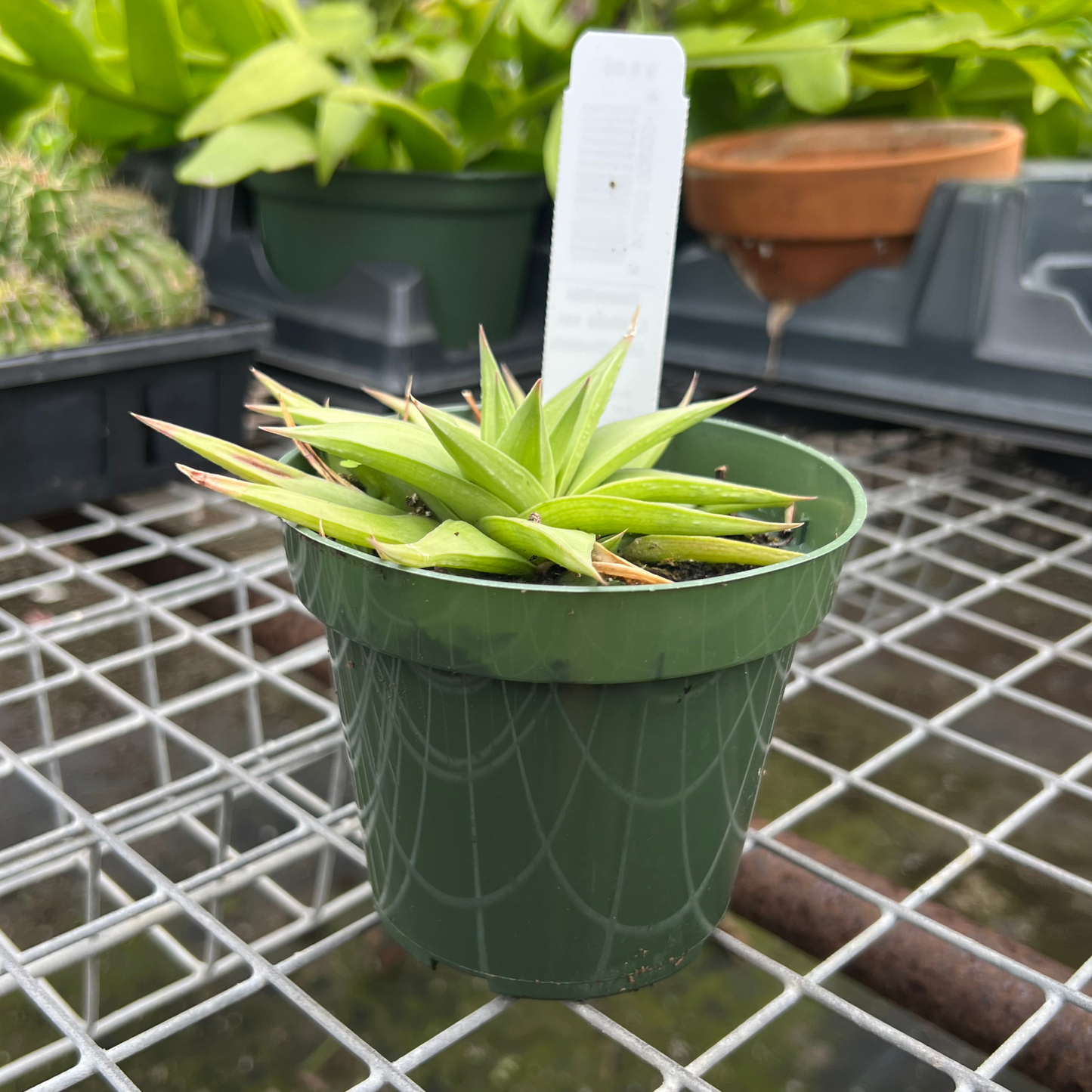 Haworthia Limifolia var. Ubomboensis