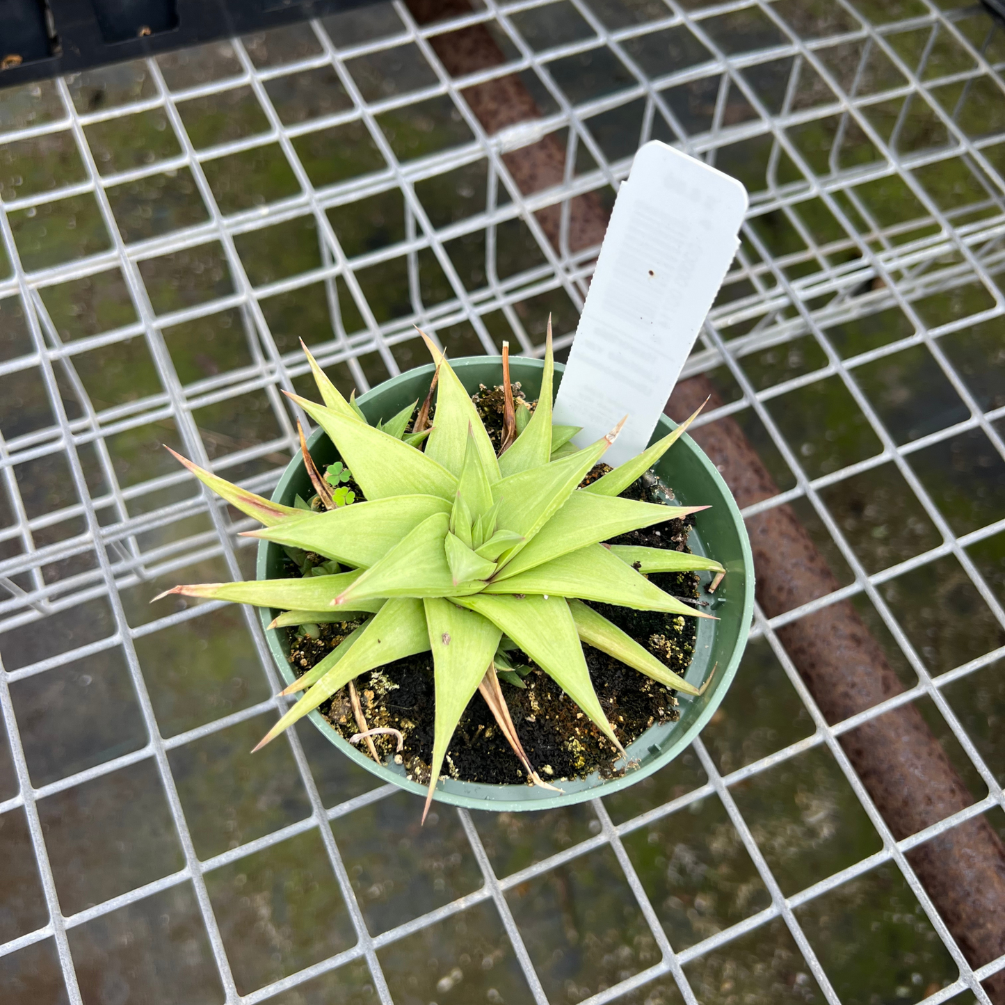 Haworthia Limifolia var. Ubomboensis