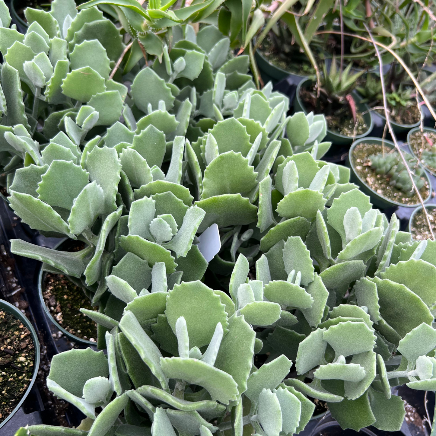 Kalanchoe Millotii