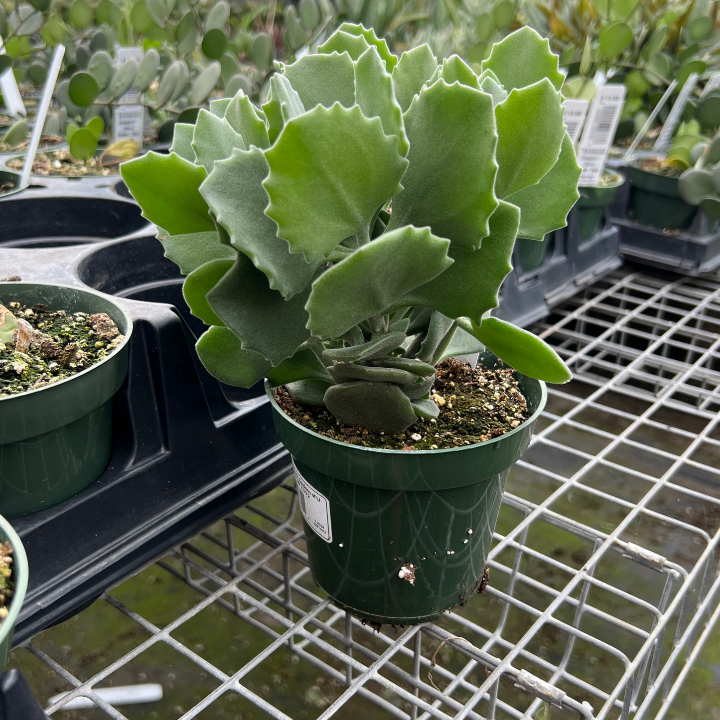 Kalanchoe Millotii