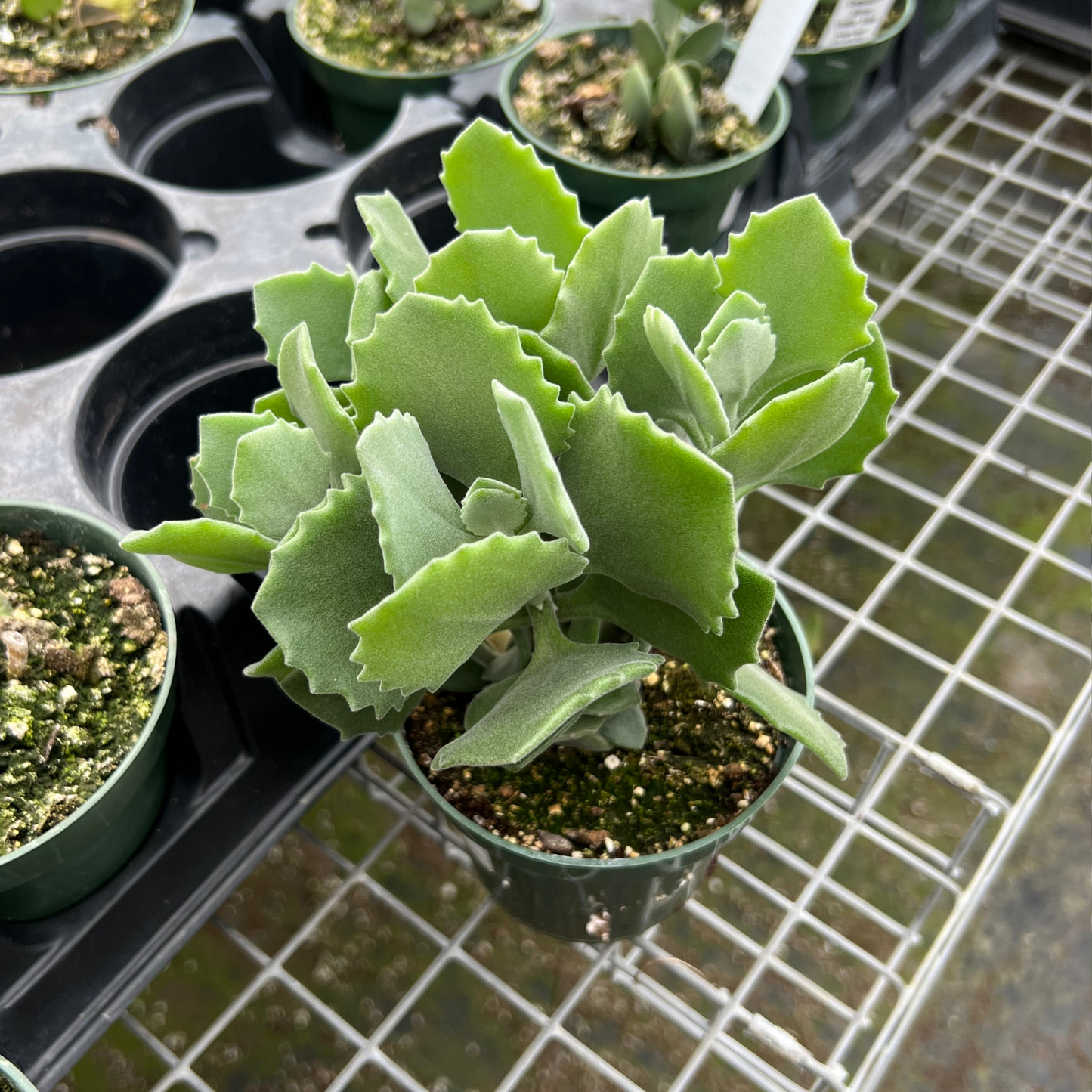 Kalanchoe Millotii