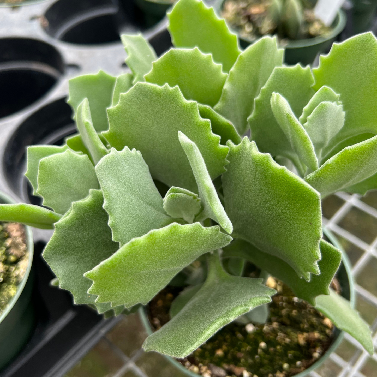 Kalanchoe Millotii