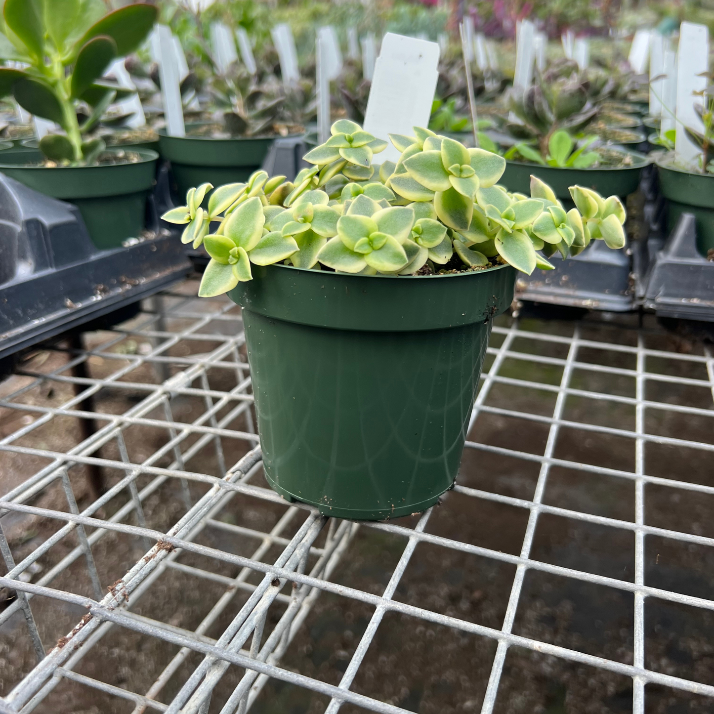 Crassula Calico Kitten