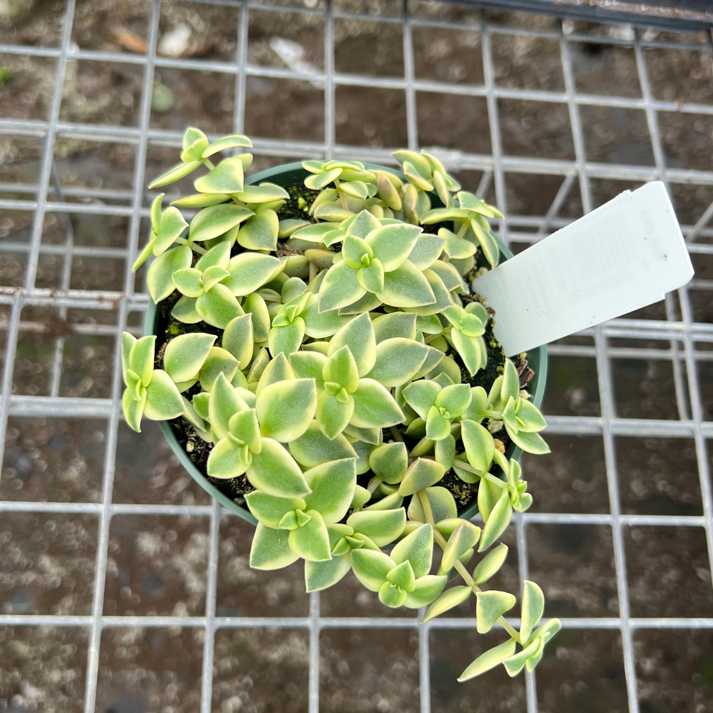 Crassula Calico Kitten