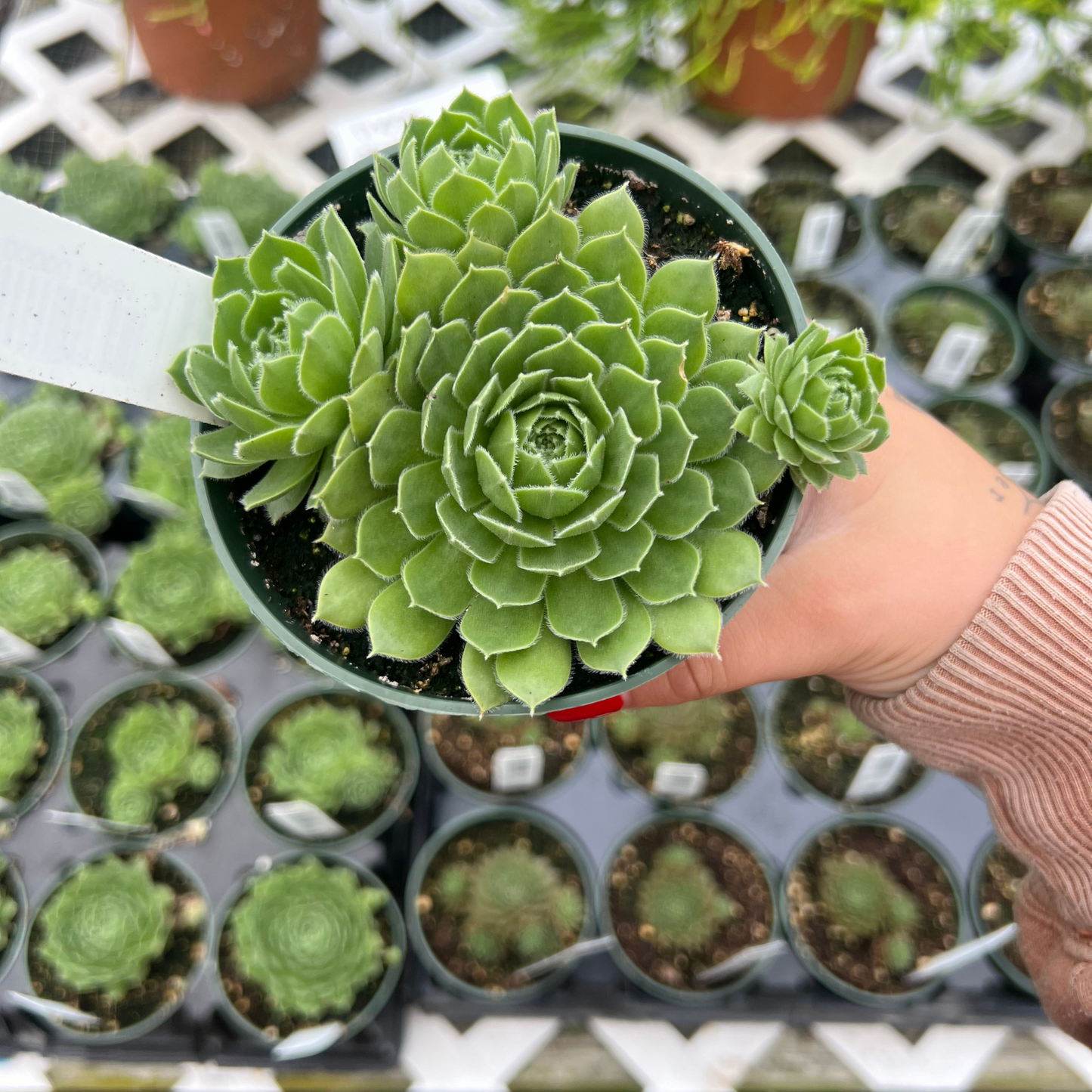 Sempervivum Hart