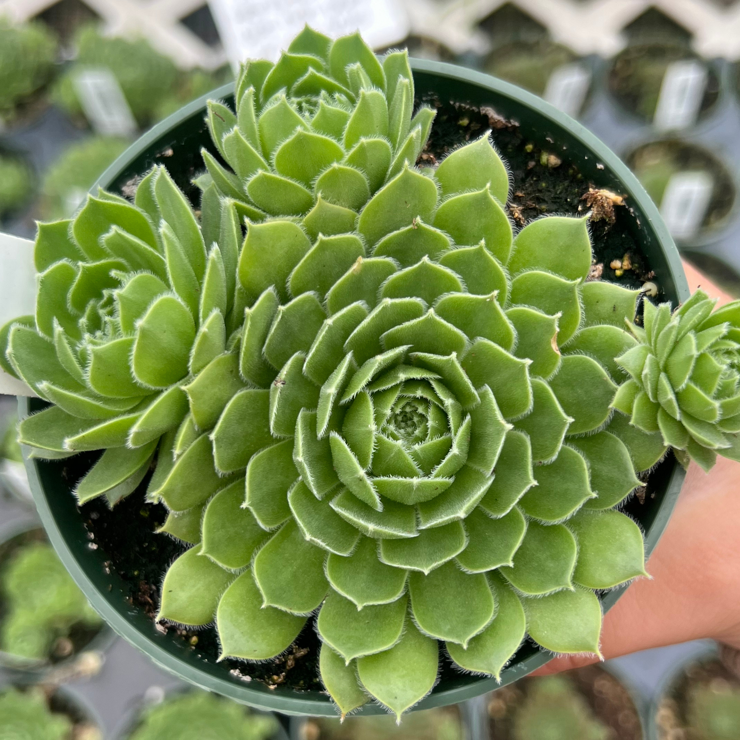 Sempervivum Hart