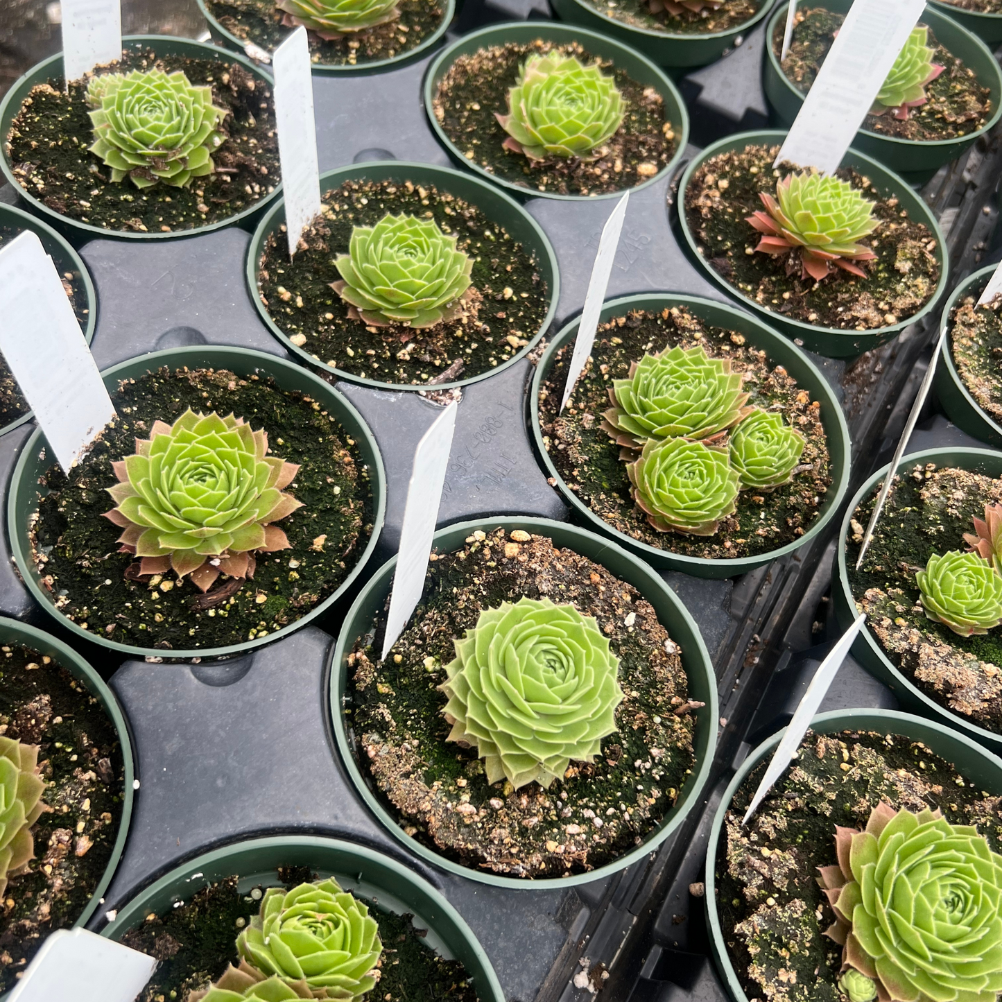 Sempervivum 'Rocknoll Rosette'