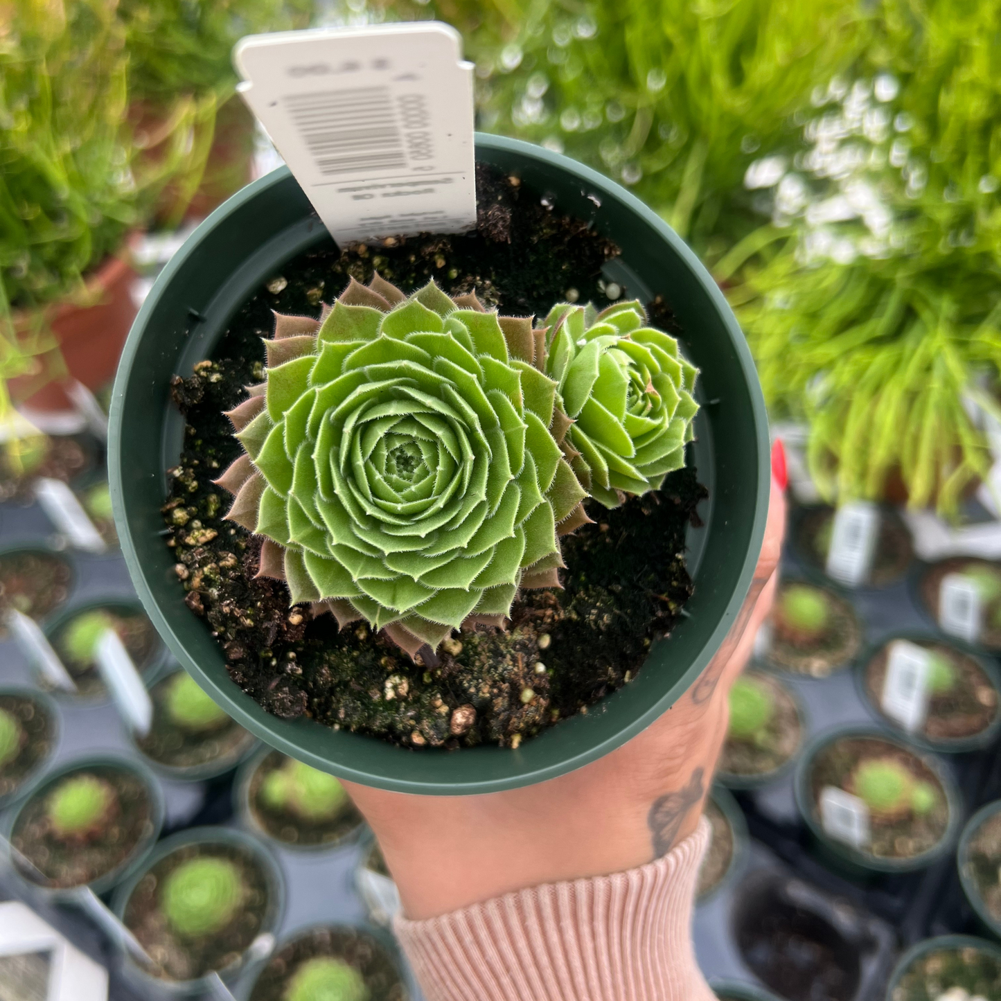 Sempervivum 'Rocknoll Rosette'