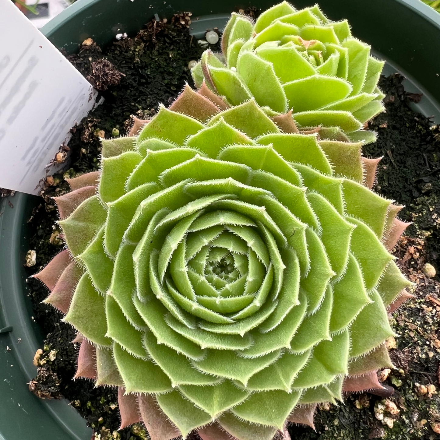 Sempervivum 'Rocknoll Rosette'