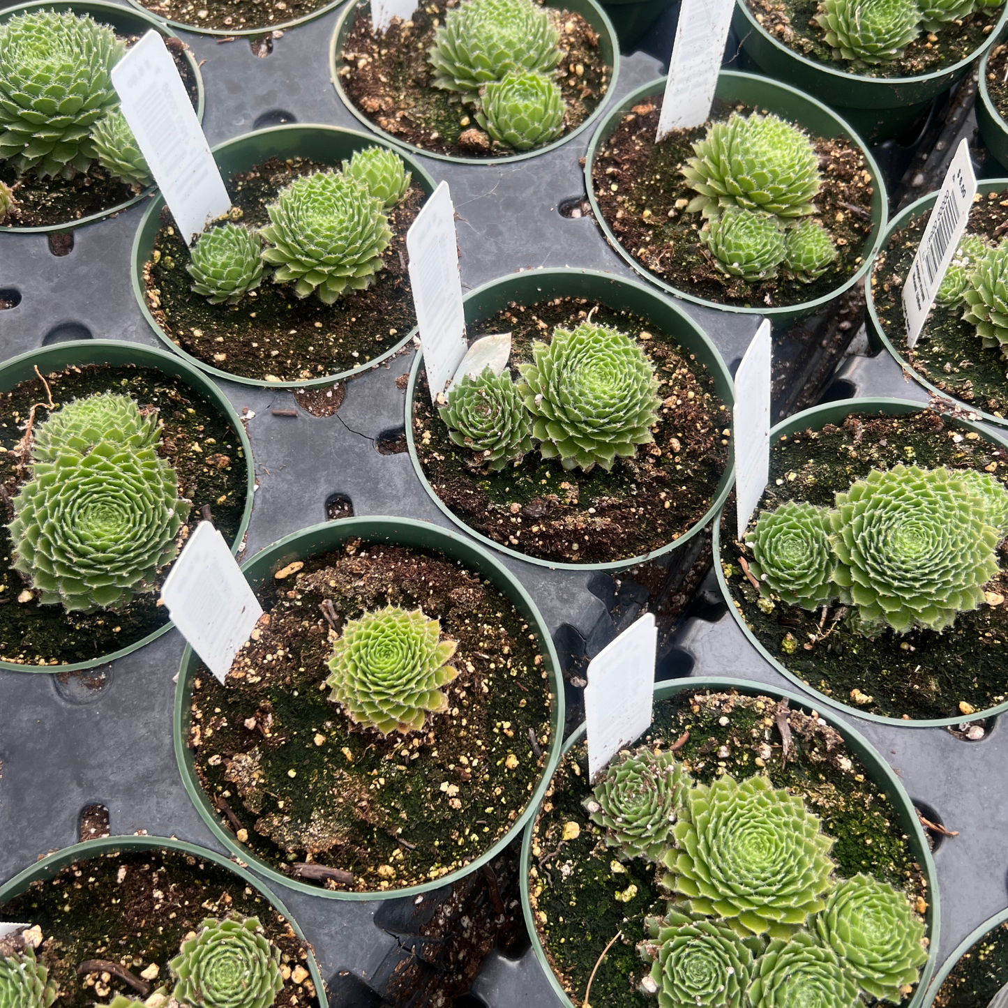 Sempervivum Mount Usher