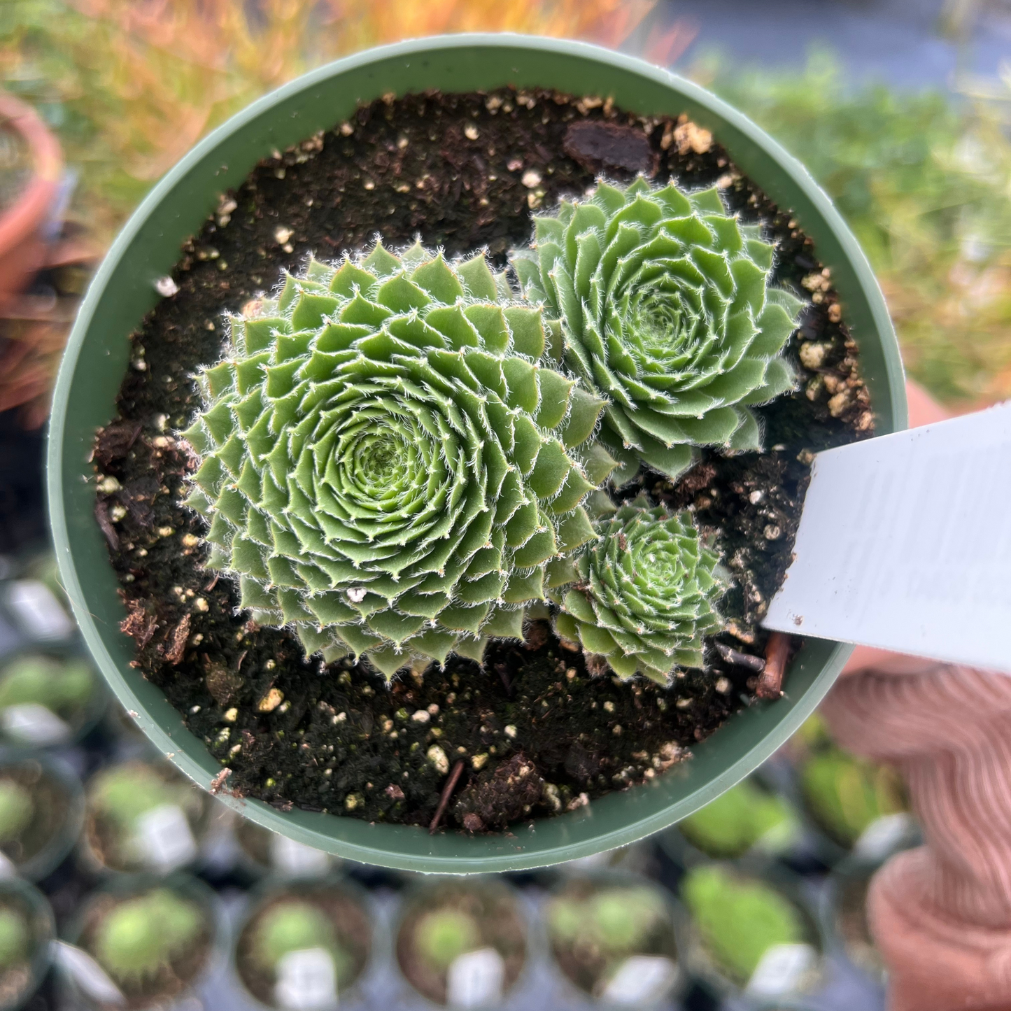 Sempervivum Mount Usher