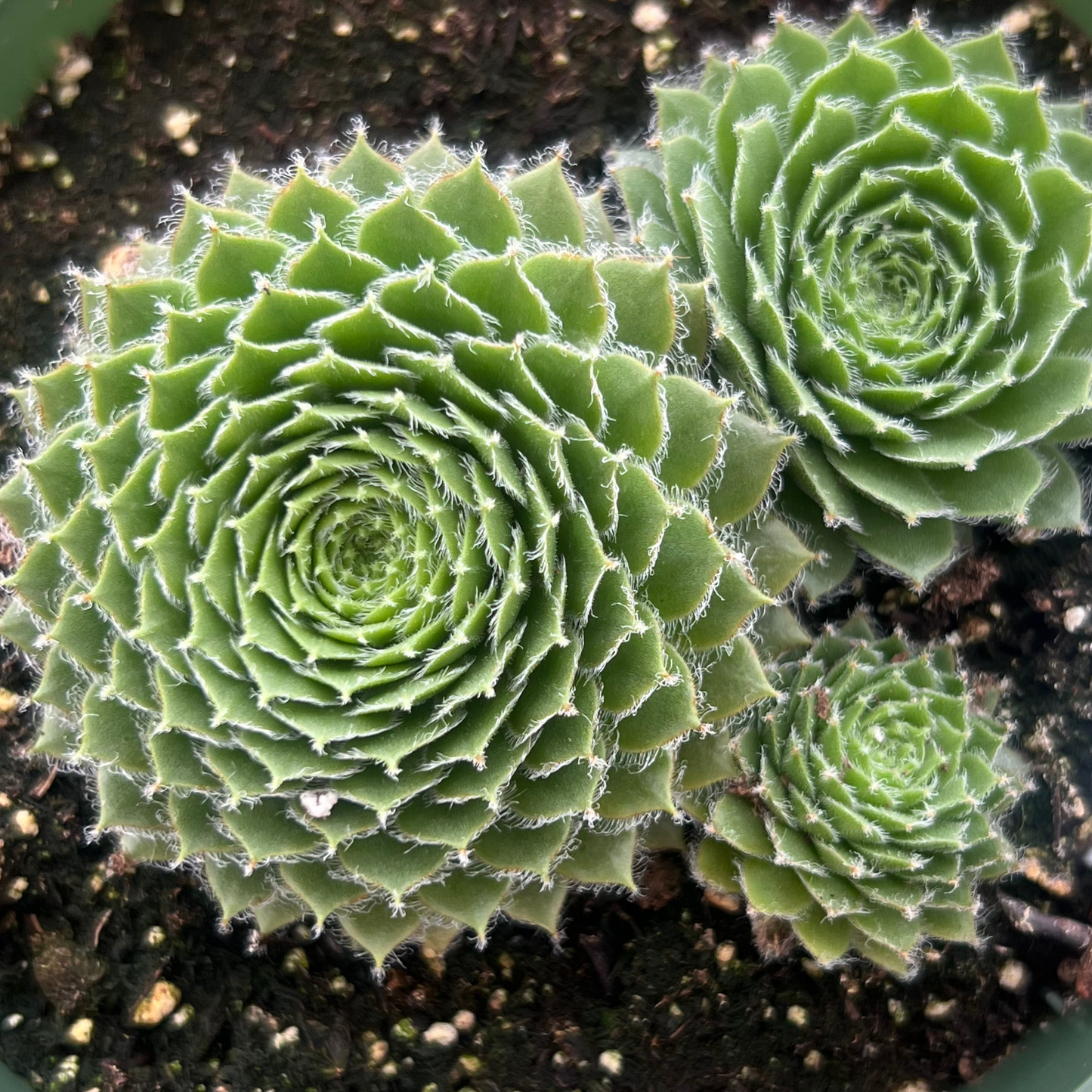 Sempervivum Mount Usher