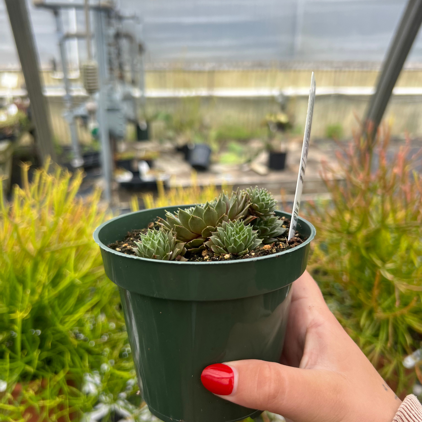 Sempervivum Purple Passion