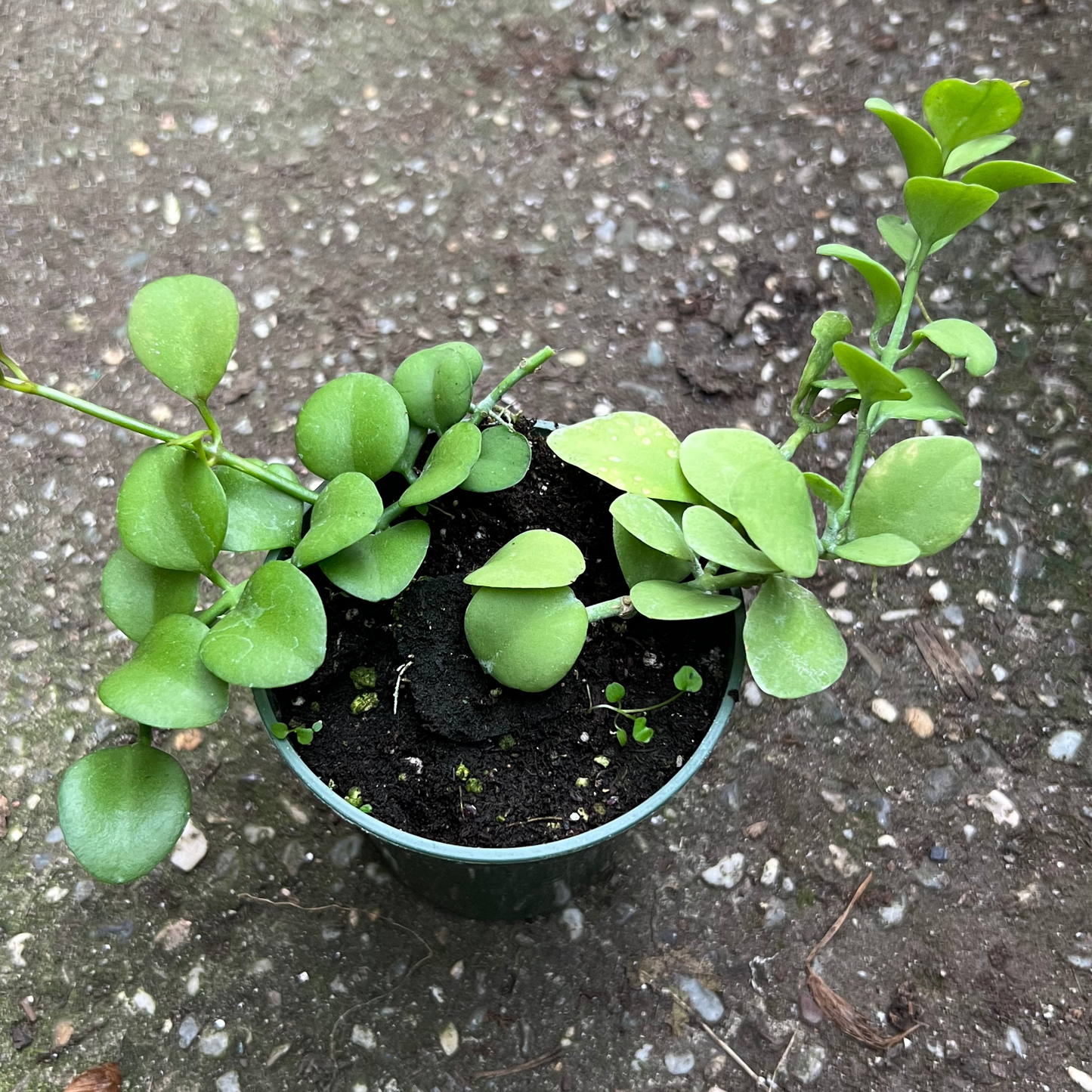 Dischidia Chinensis