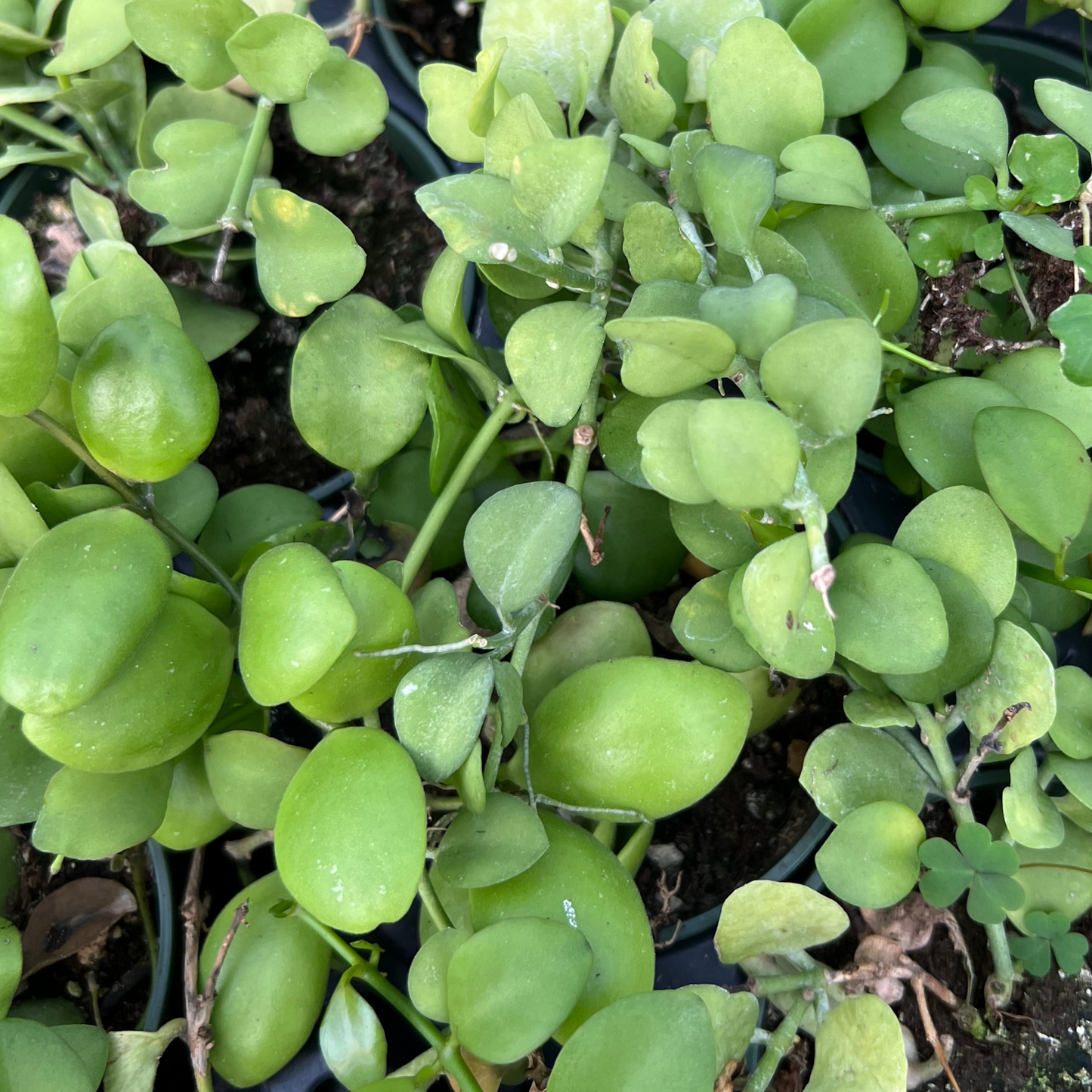 Dischidia Chinensis