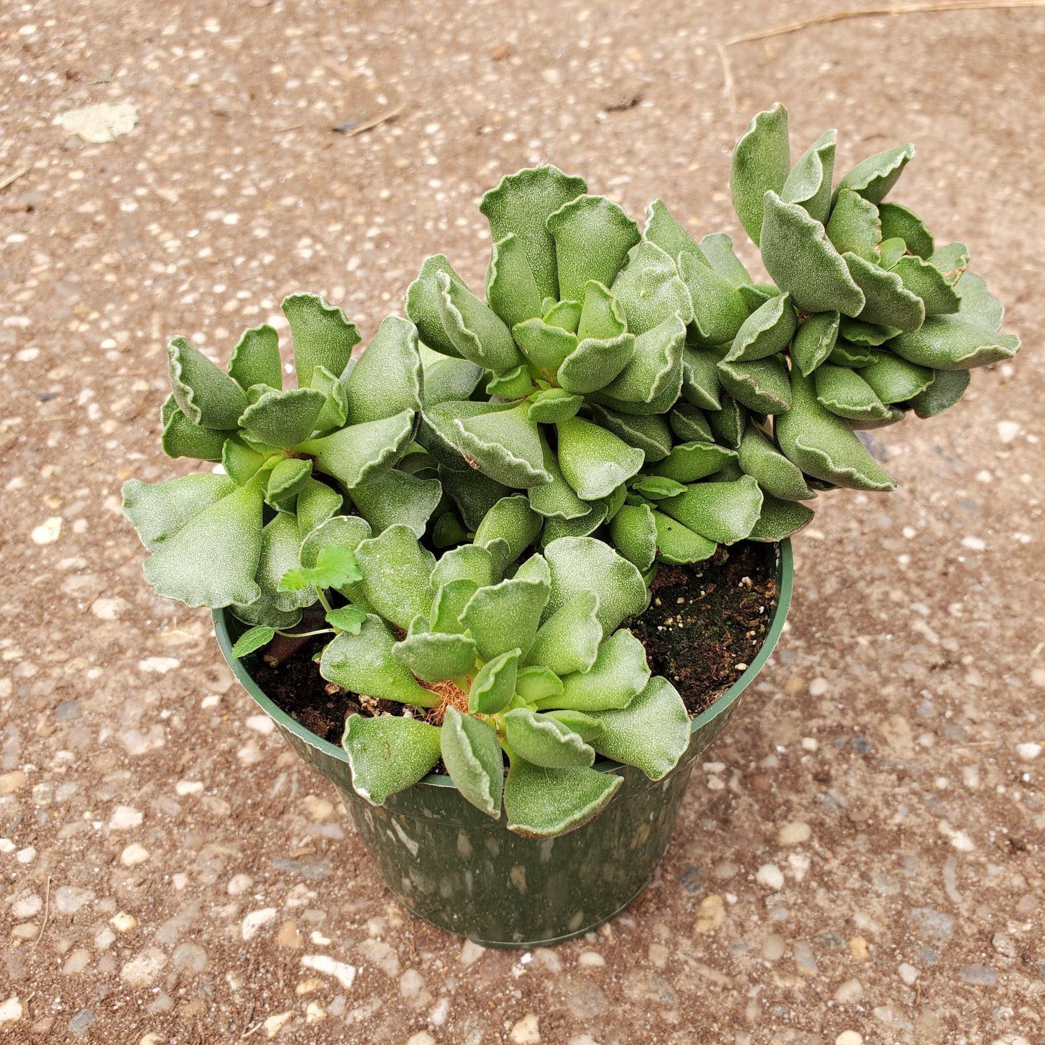 succulent with serrated leaves Adromischus Cristatus