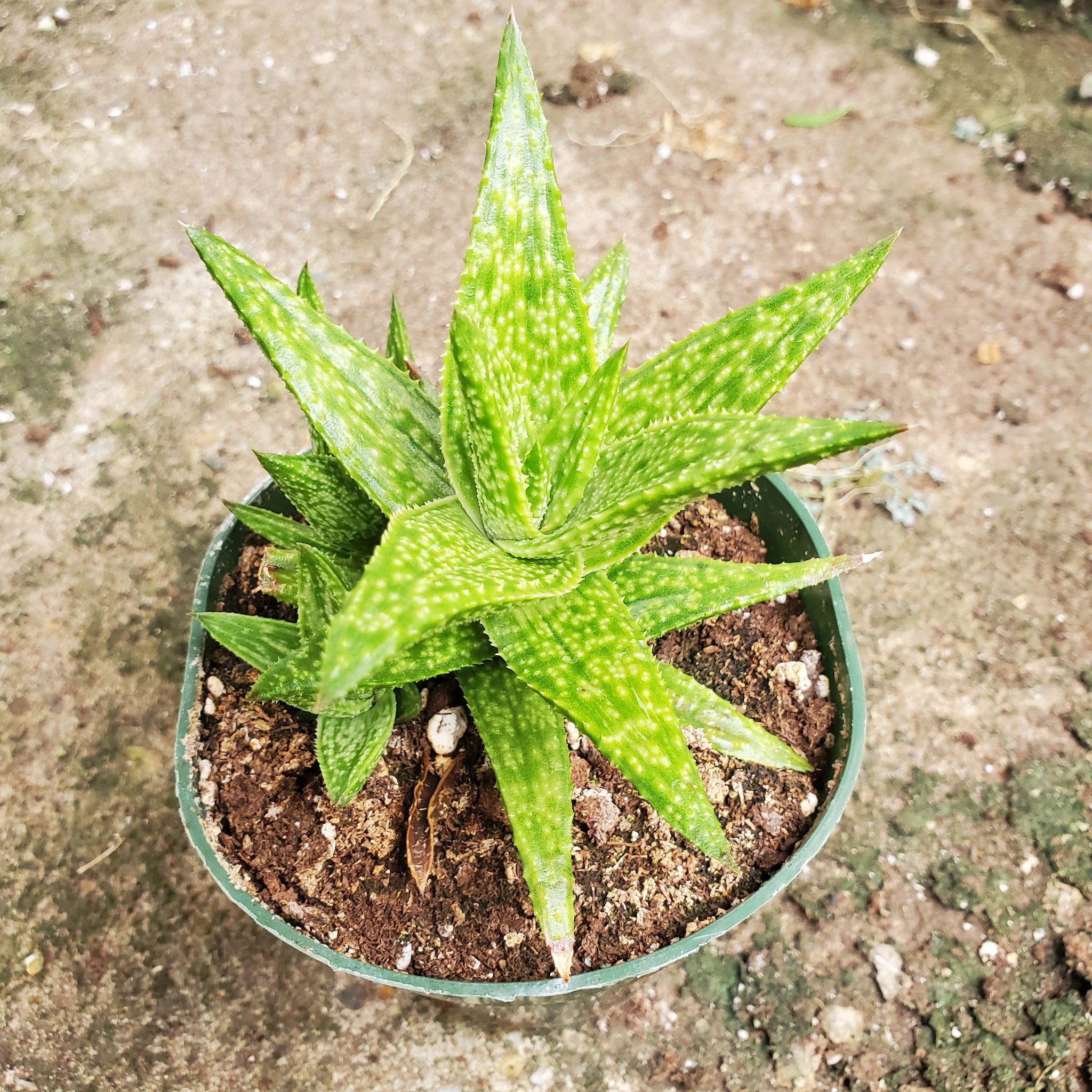 Aloe Squarrosa - Jemen Aloe – Fantastic Gardens