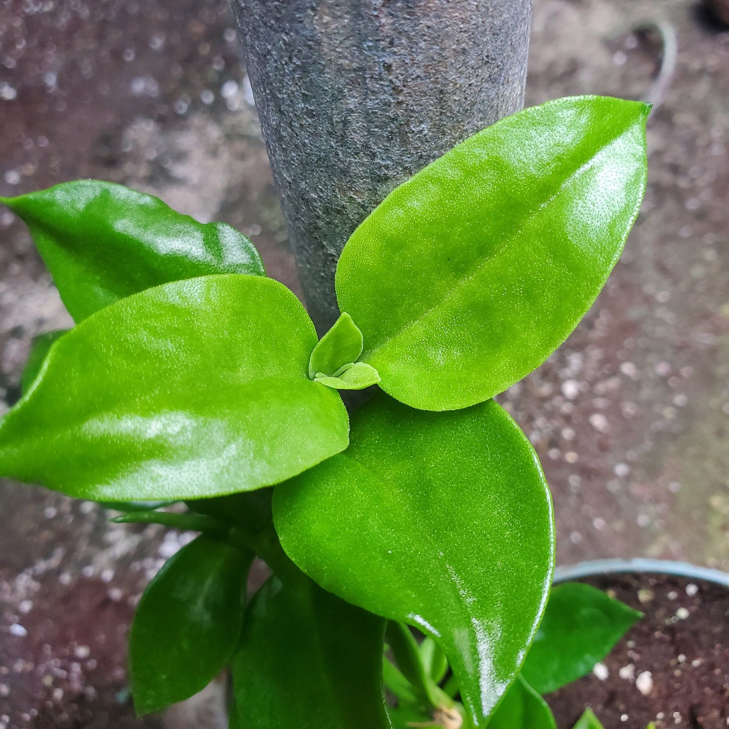 Dorotheanthus Mezoo - Baby Sun Rose