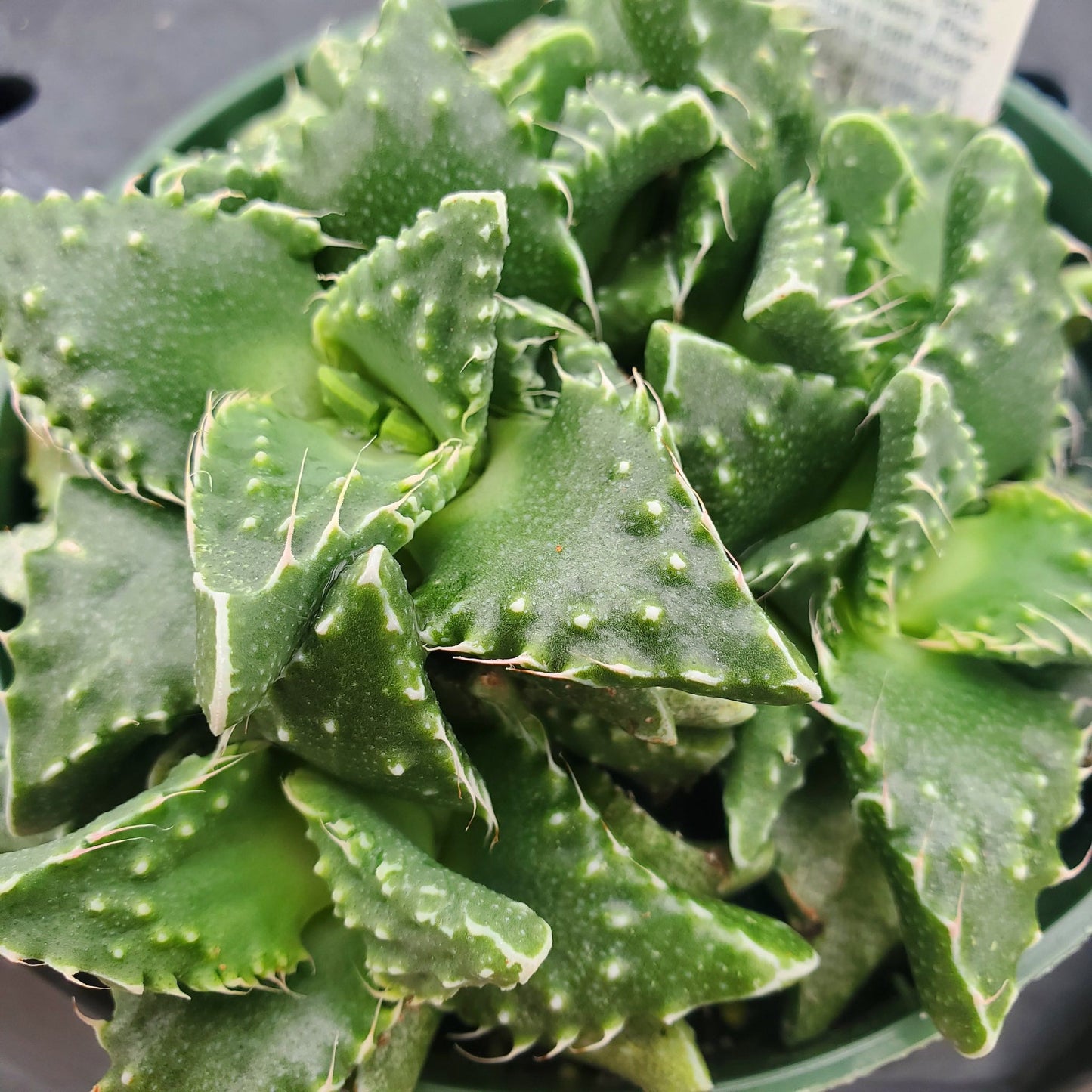 Faucaria Tuberculosa - Tiger Jaws