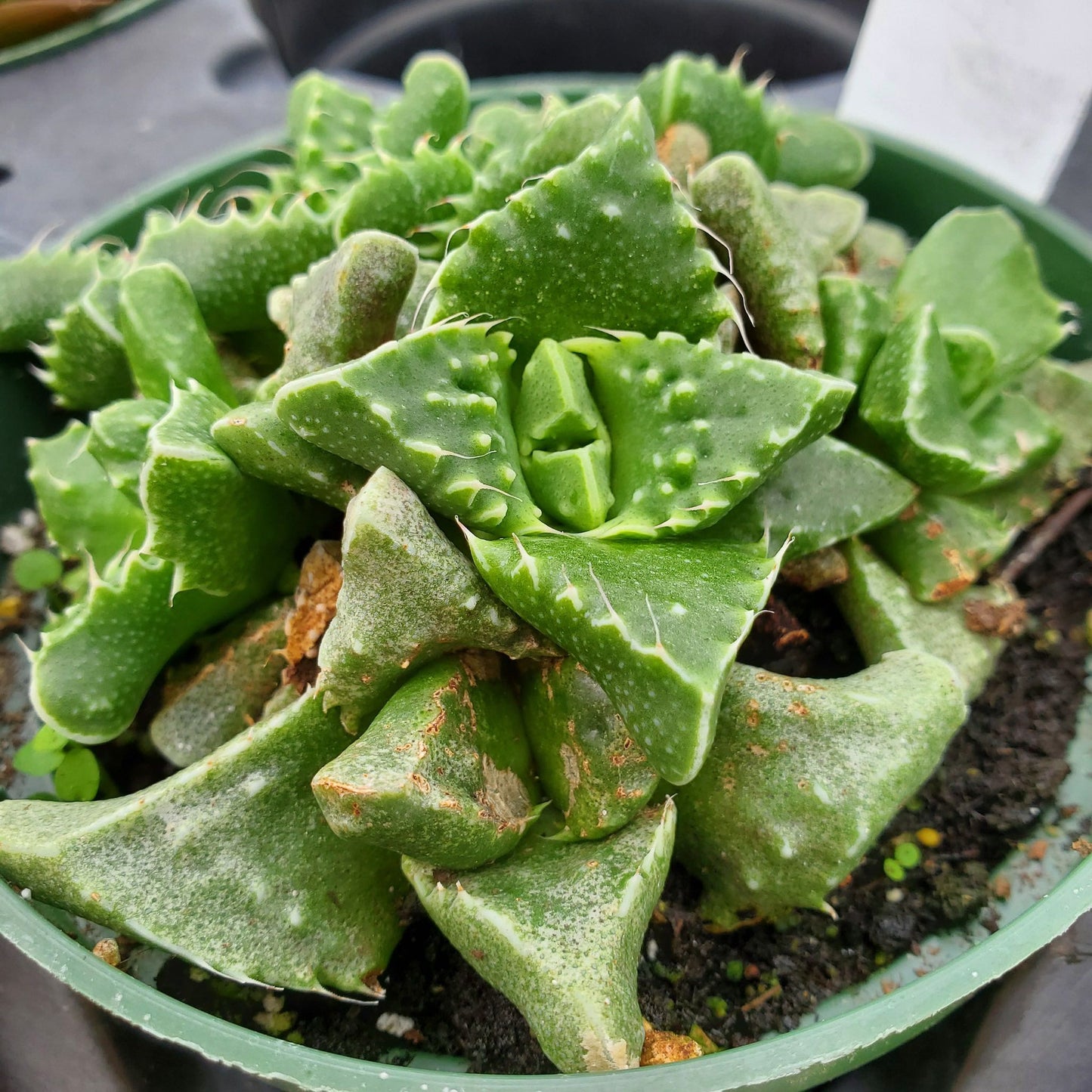Faucaria Tuberculosa - Tiger Jaws