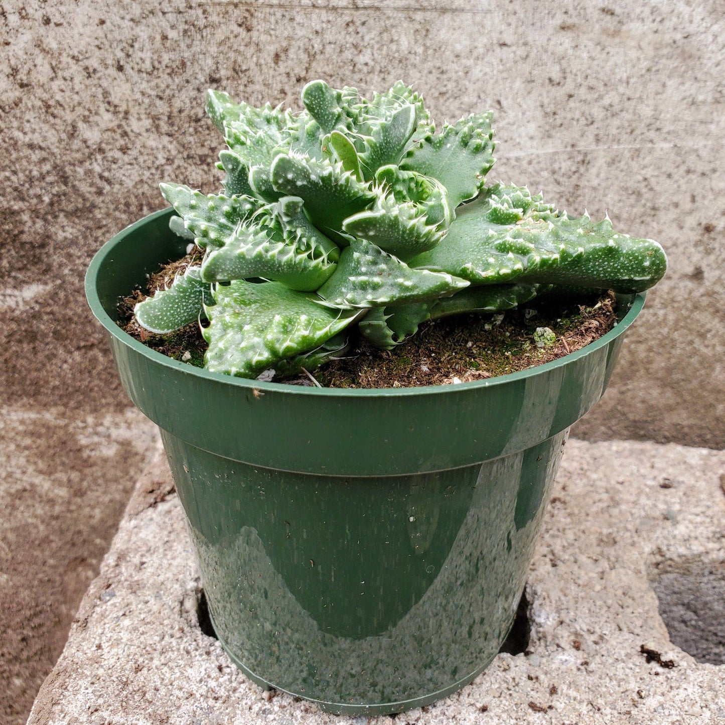 Faucaria Tuberculosa - Tiger Jaws