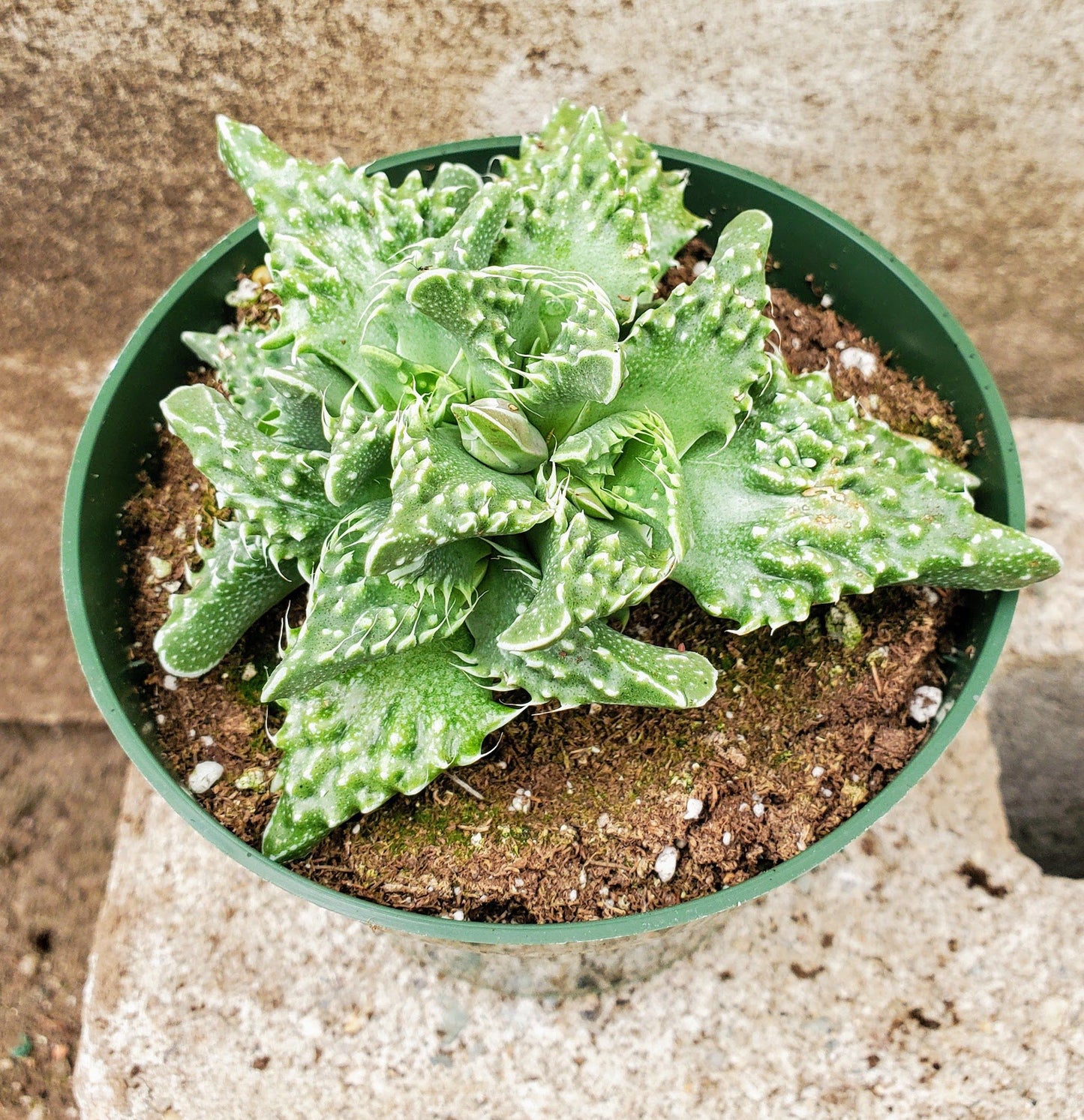 Faucaria Tuberculosa - Tiger Jaws