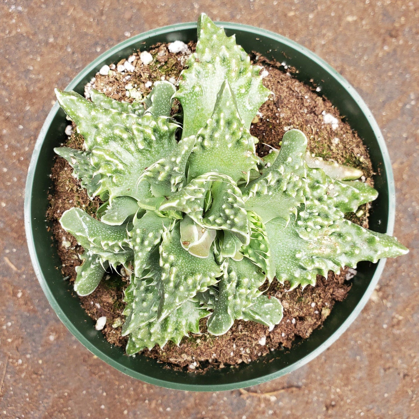 Faucaria Tuberculosa - Tiger Jaws