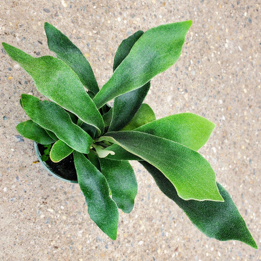 Staghorn Fern