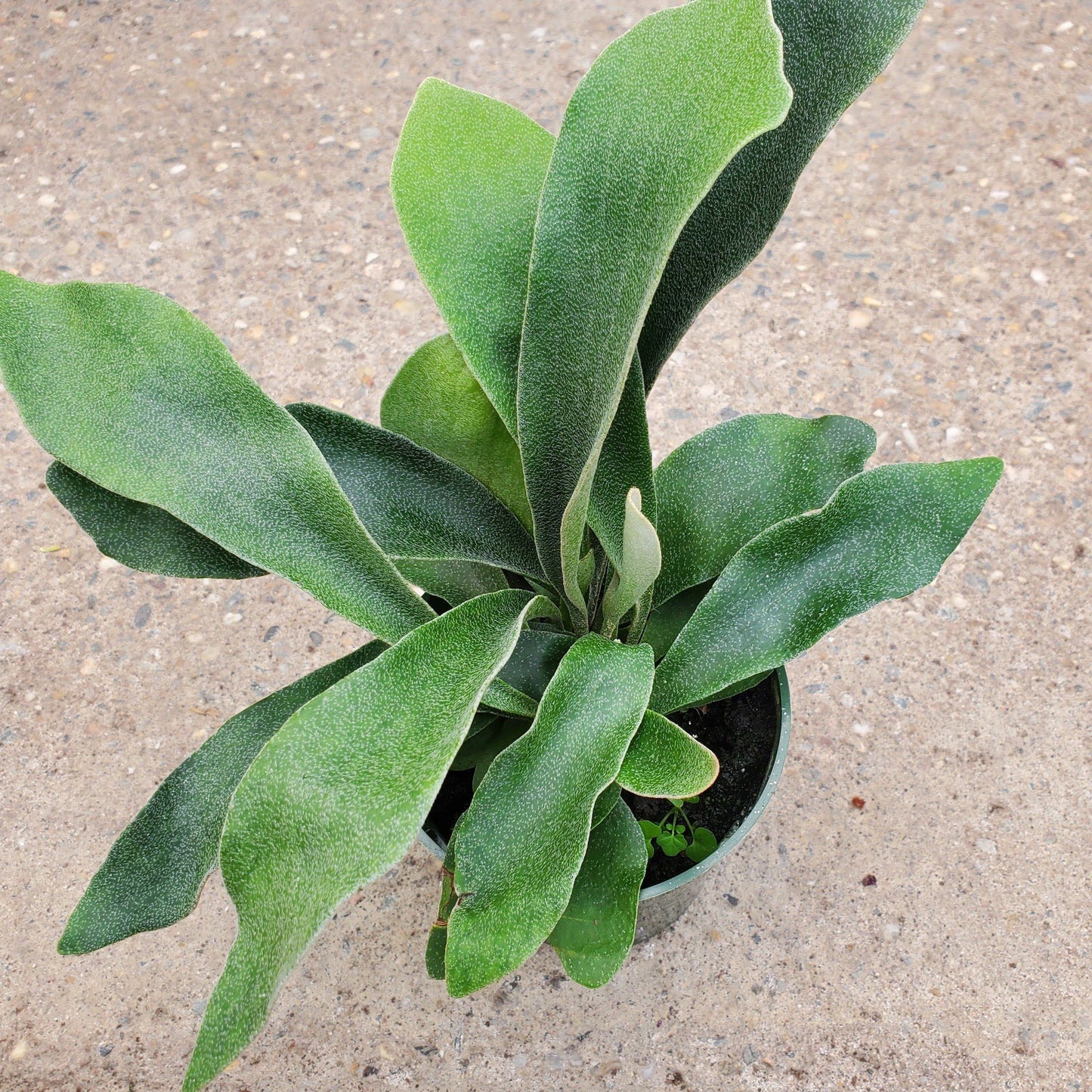 Staghorn Fern