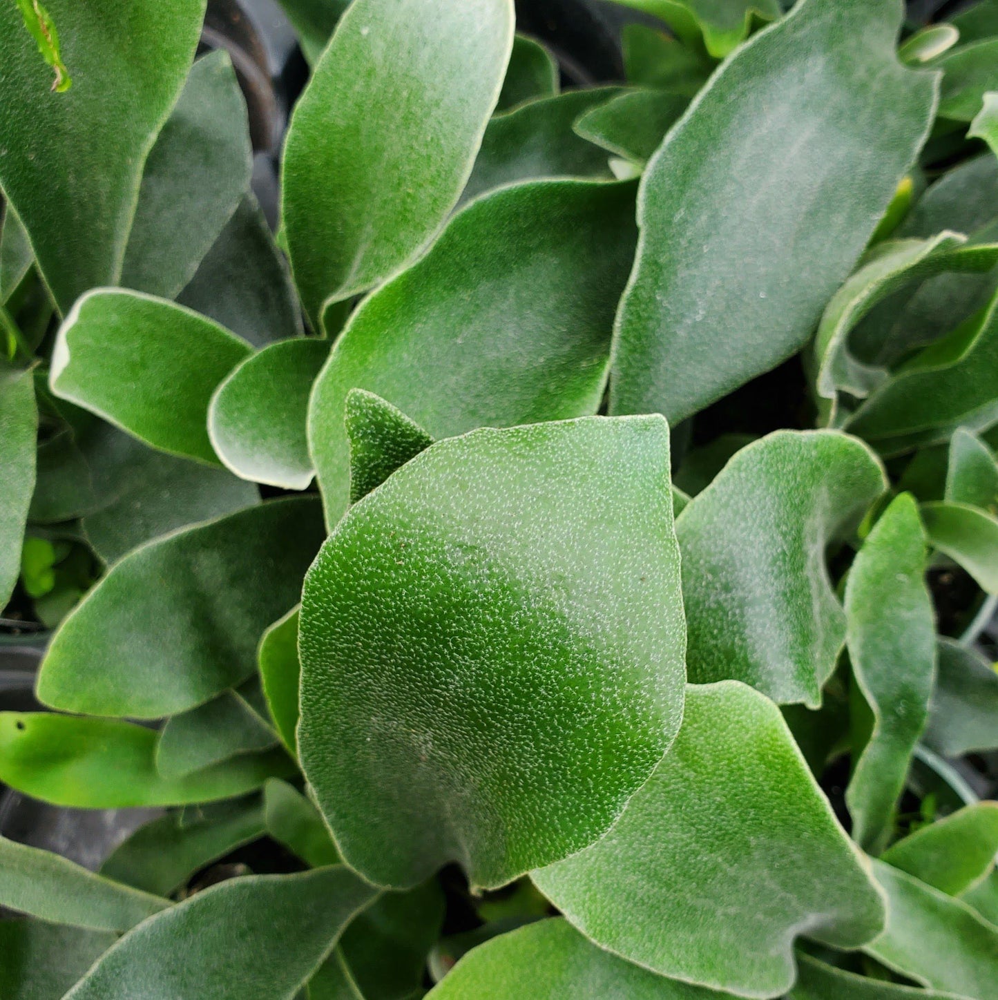 Staghorn Fern