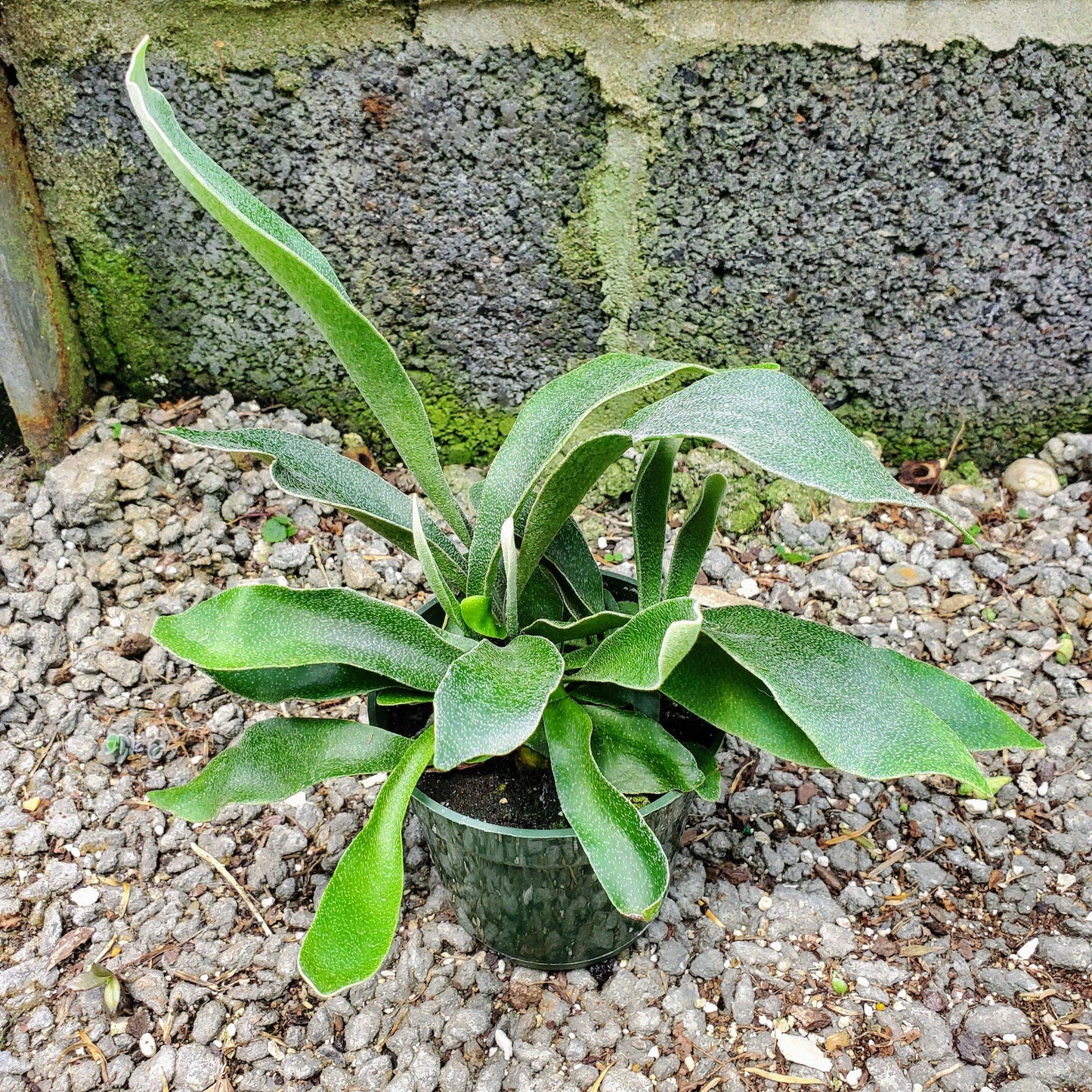 Staghorn Fern