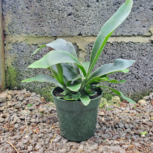 Staghorn Fern