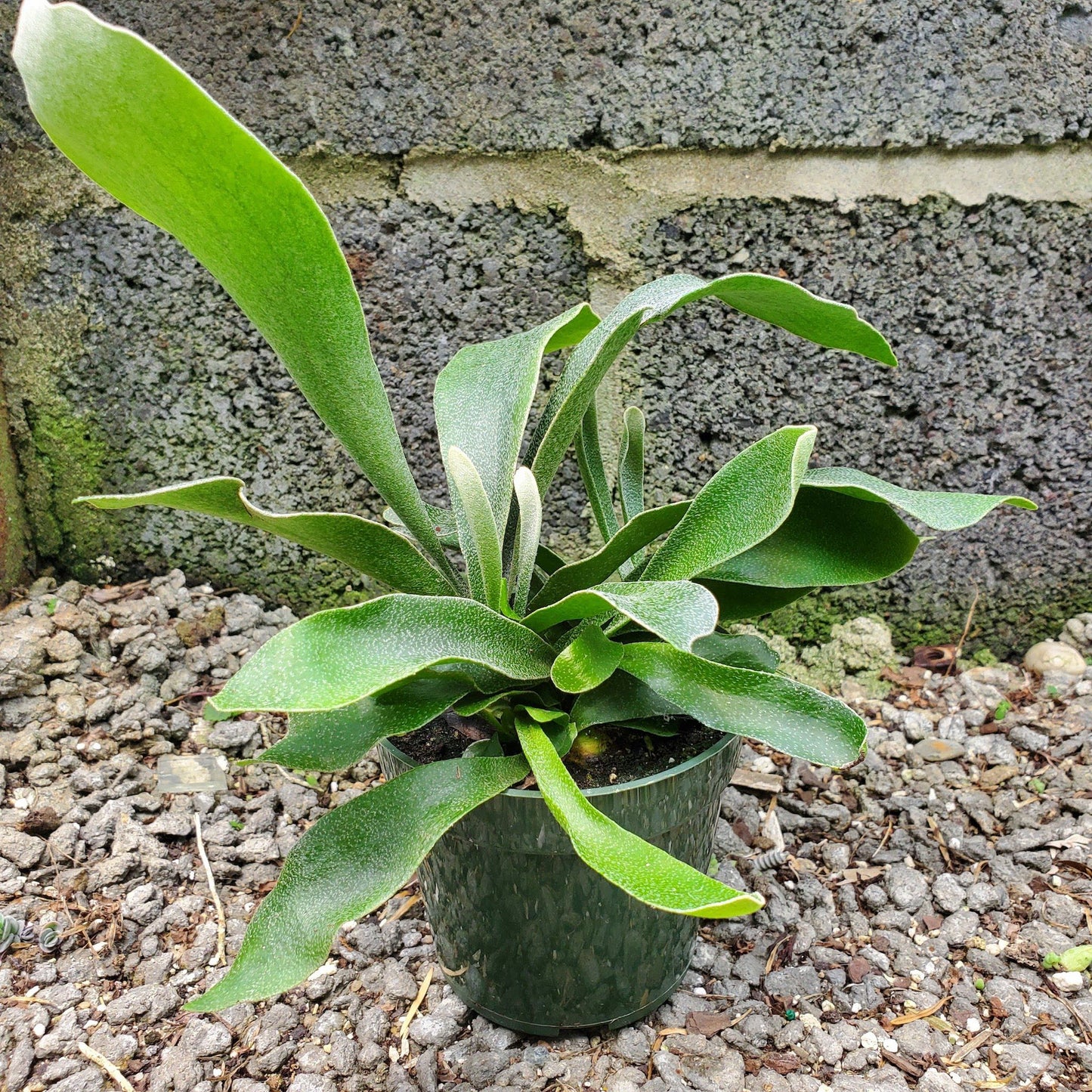 Staghorn Fern