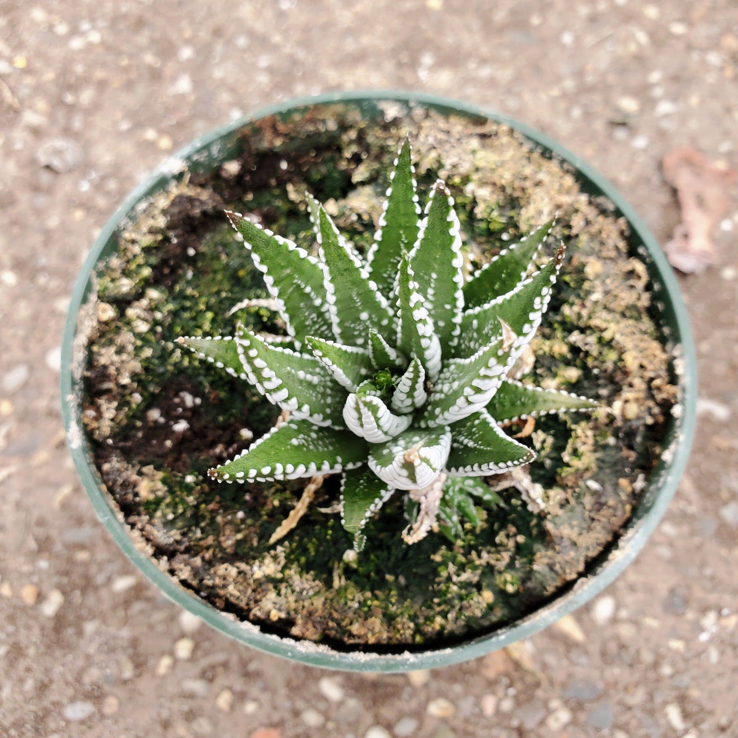 Haworthia Fasciata - Big Band Zebra