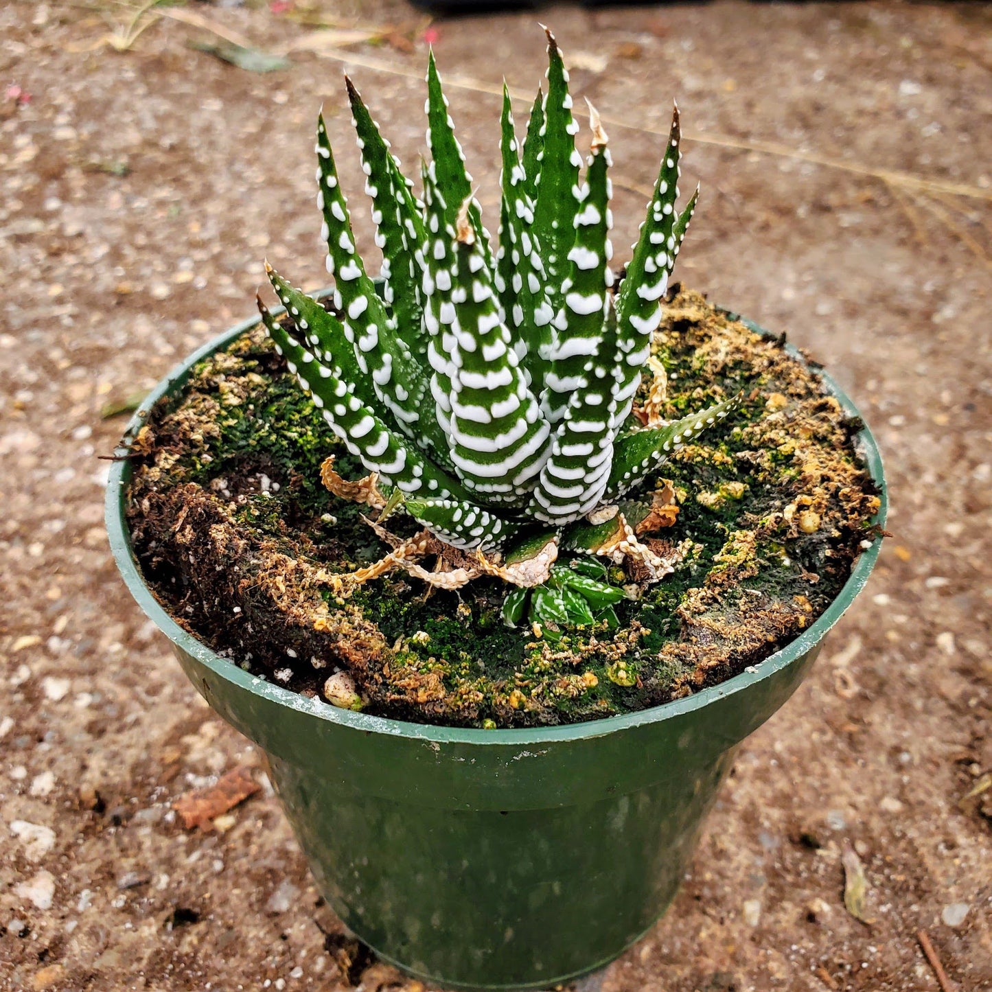 Haworthia Fasciata - Big Band Zebra