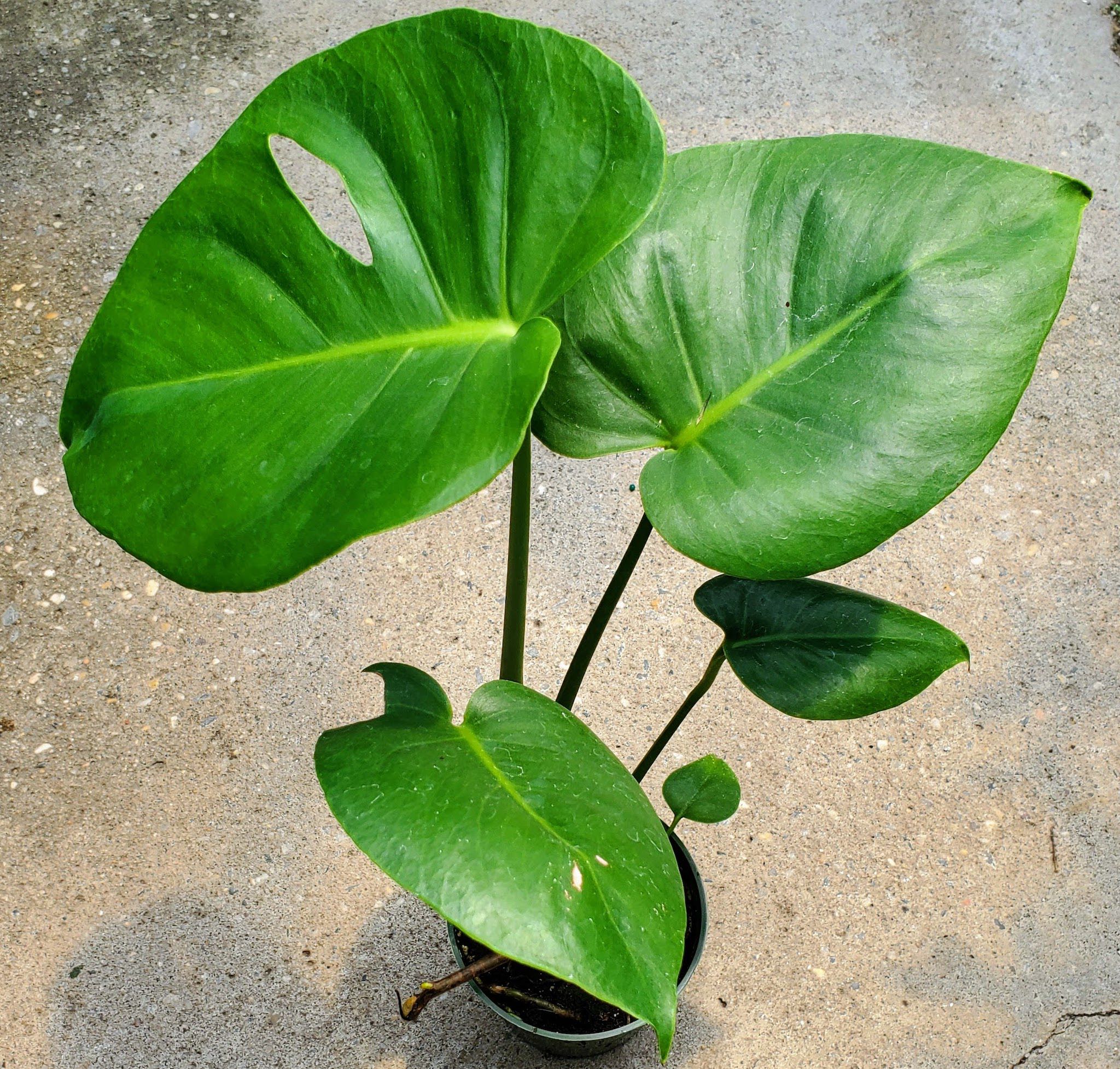 monstera plant white spots Monstera Deliciosa – Fantastic Gardens