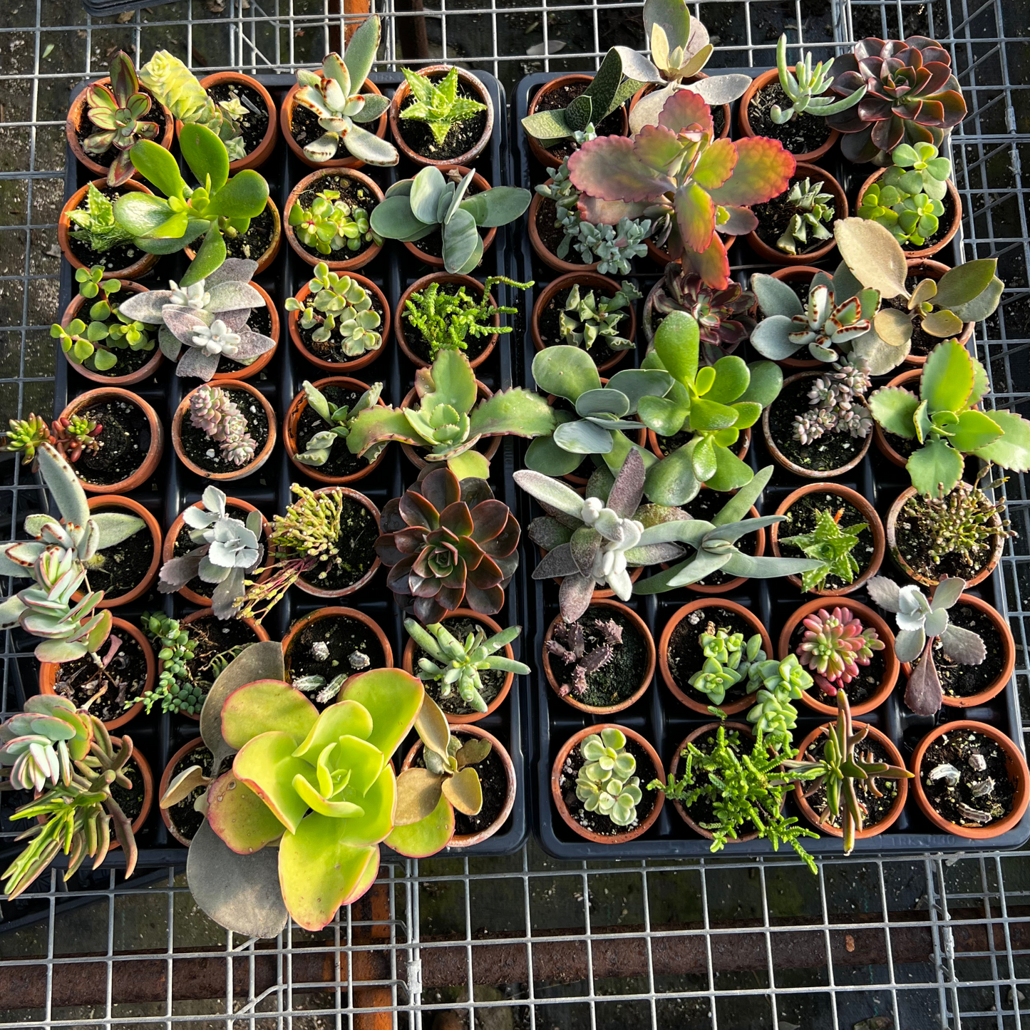 Assorted 3" Succulent