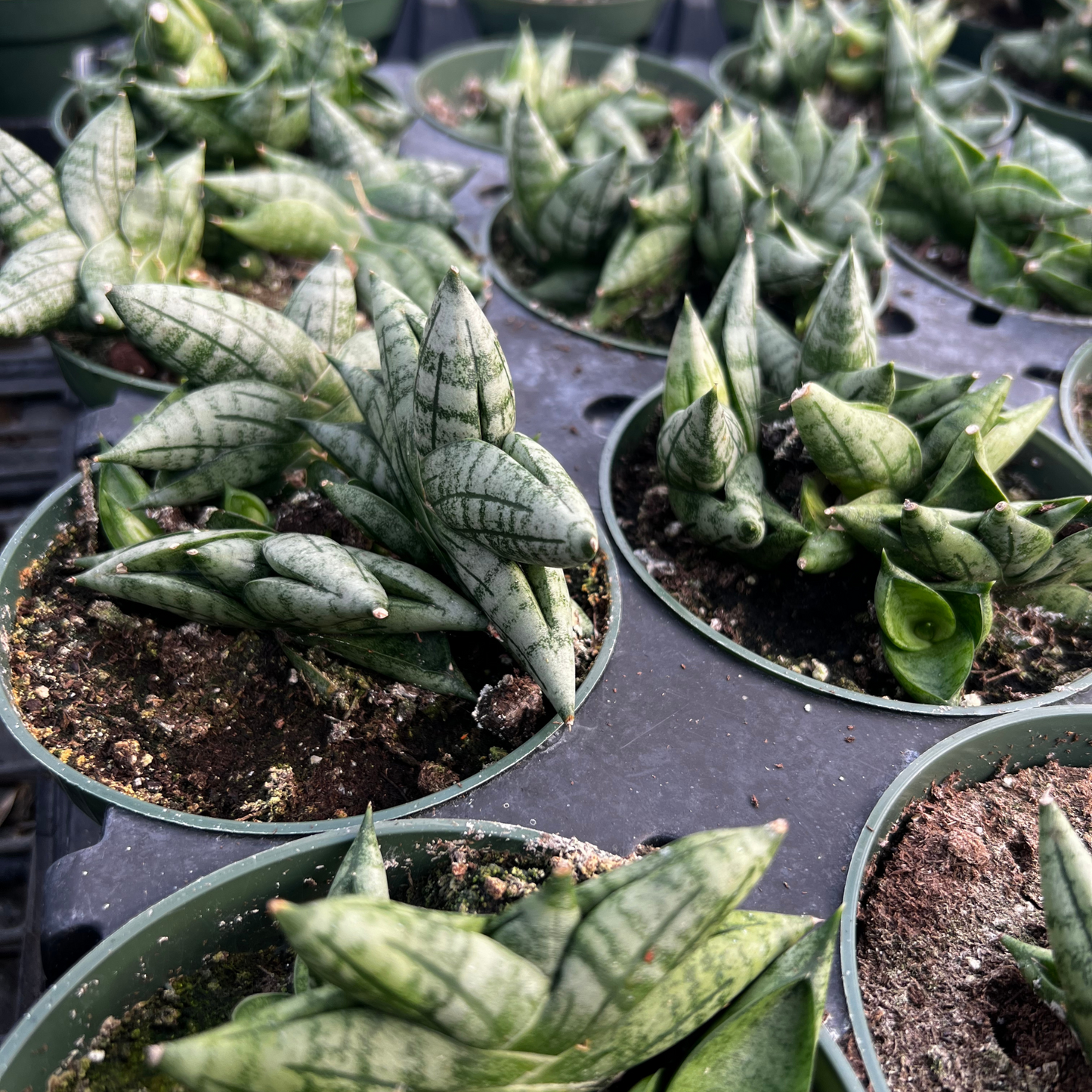 Sansevieria cylindrica 'Dwarf Boncel'