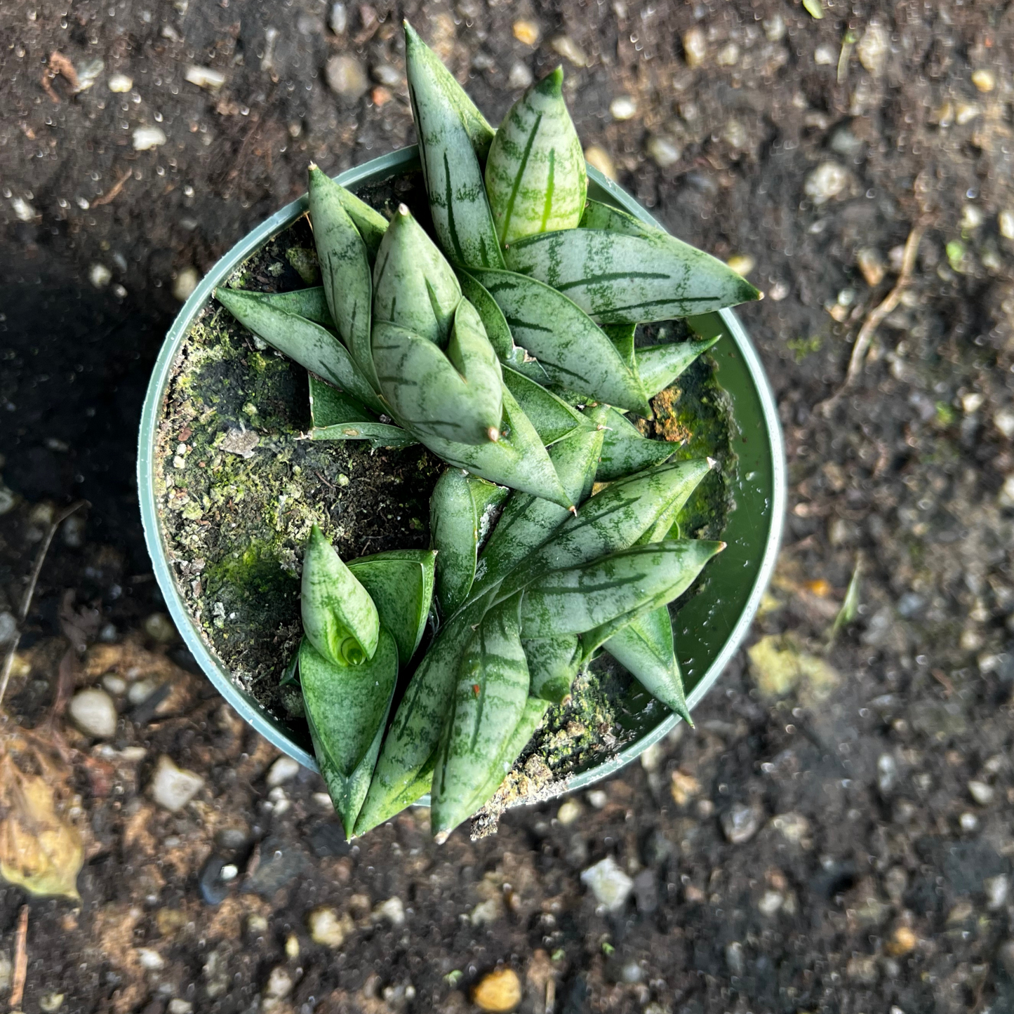 Sansevieria cylindrica 'Dwarf Boncel'