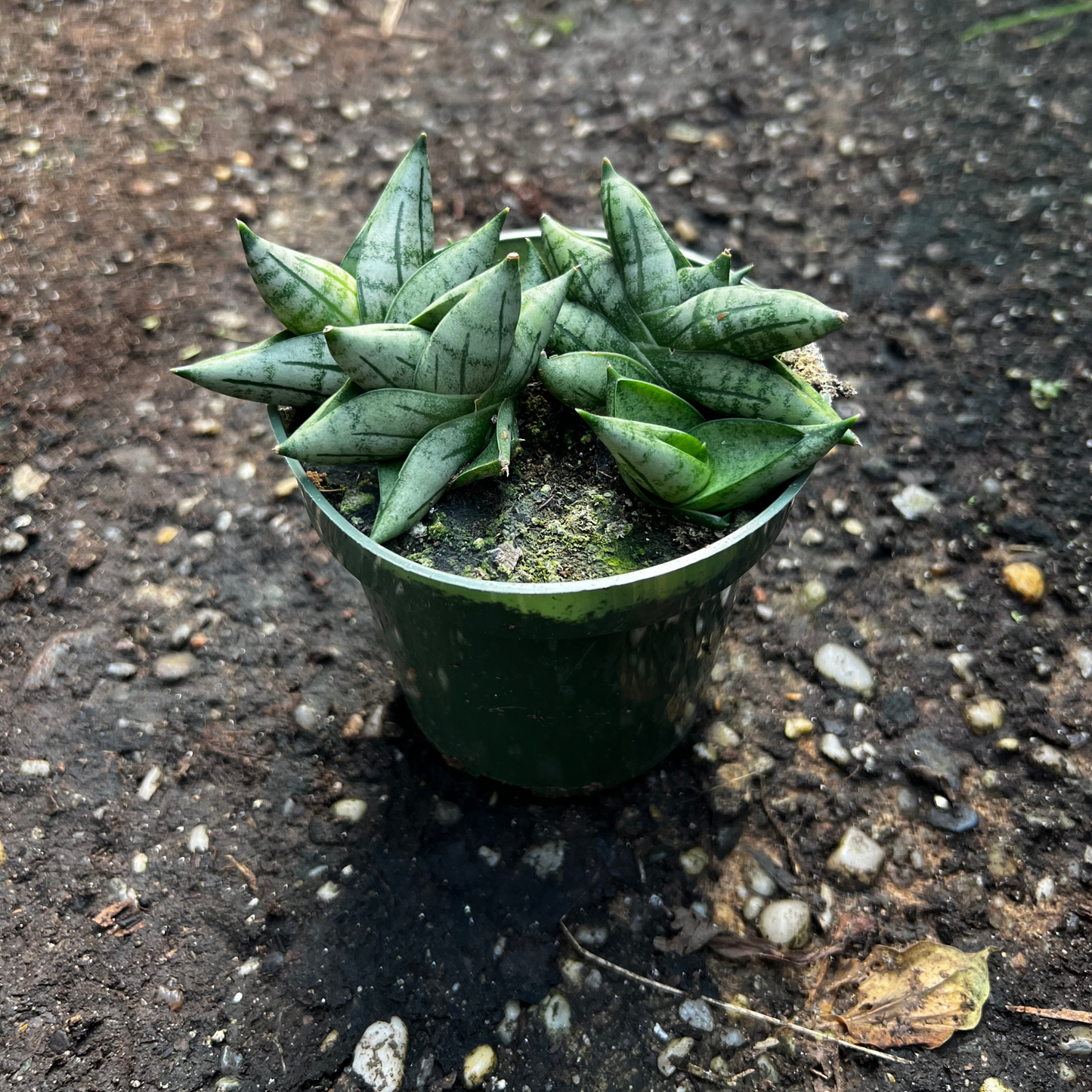 Sansevieria cylindrica 'Dwarf Boncel'