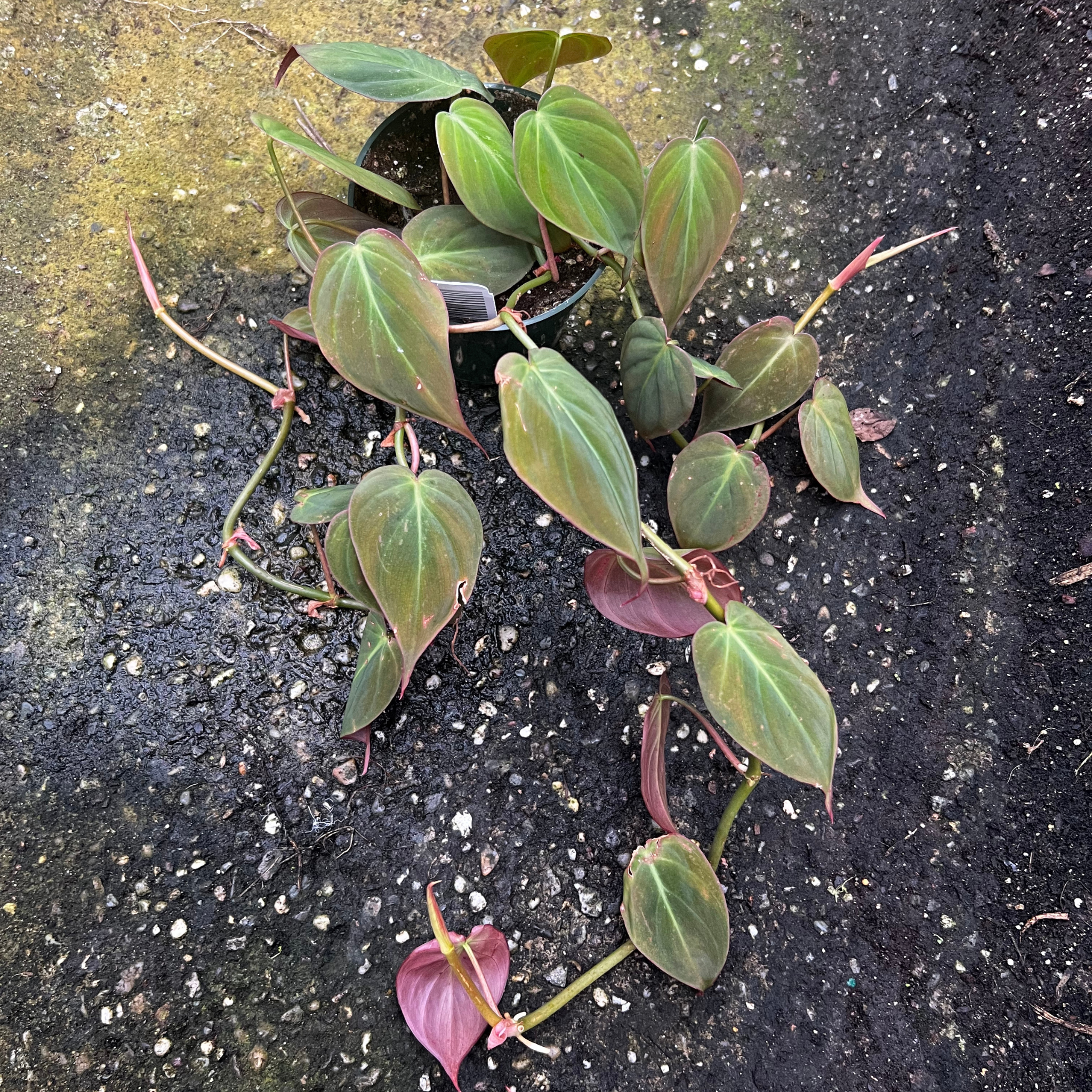 velvet leaf philodendron Philodendron Micans - Easy to Care Houseplants