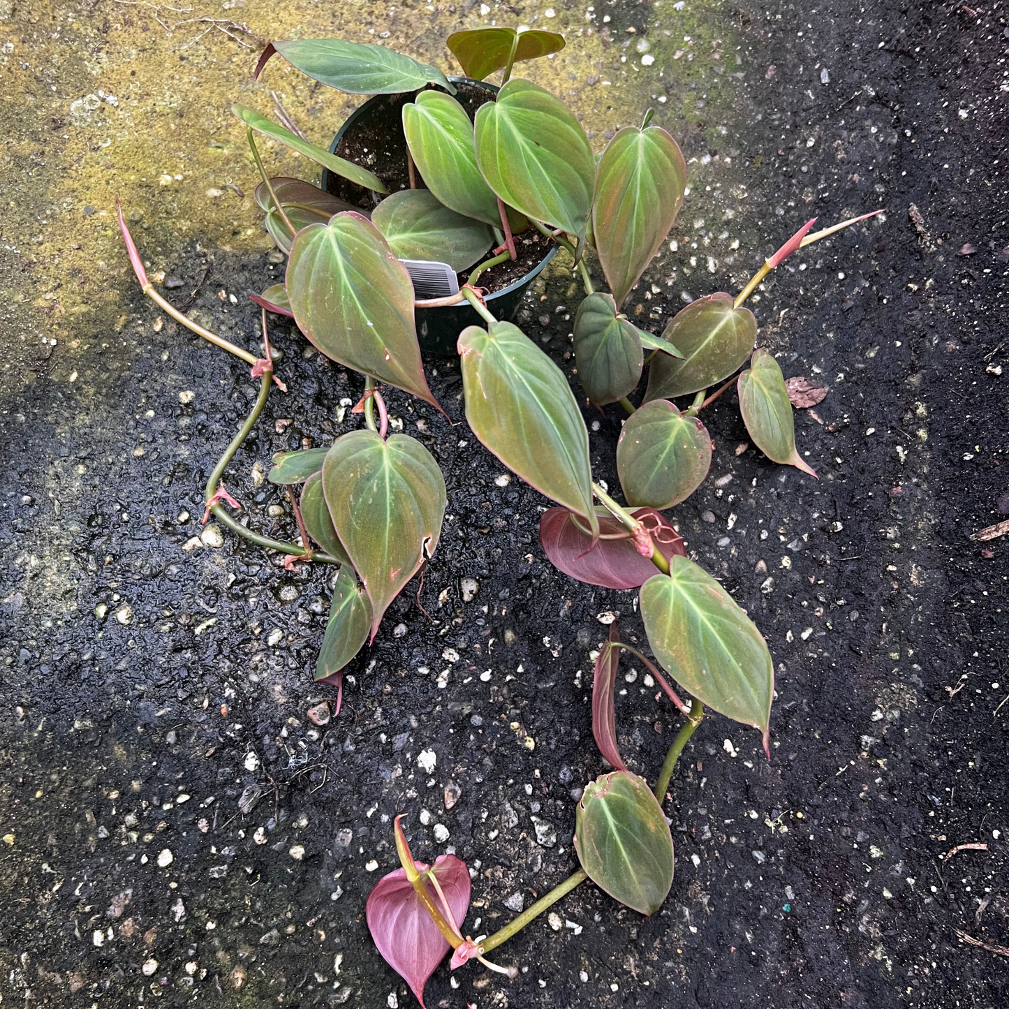 Philodendron Micans