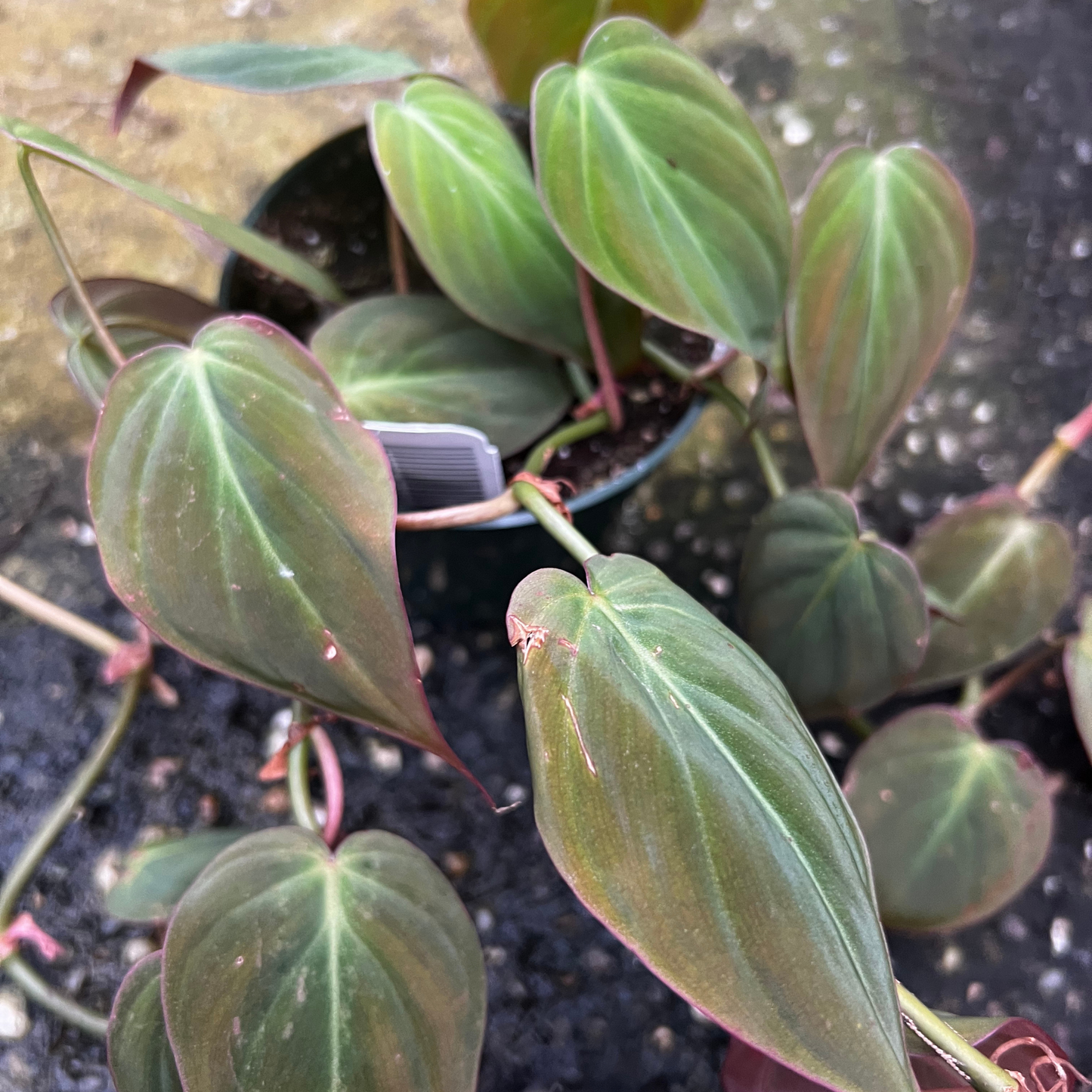 Philodendron Micans